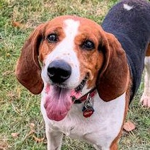 Oscar (CO), a Adopted Treeing Walker Coonhound in Jackson, CA image 1/5