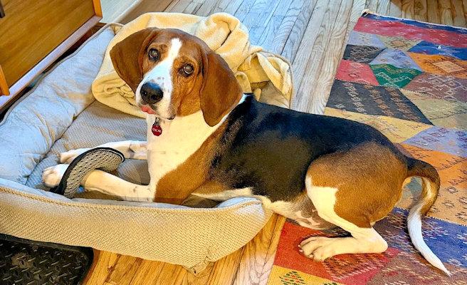 Oscar (CO), a Adopted Treeing Walker Coonhound in Jackson, CA image 4/5