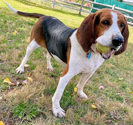 Oscar (CO), a Adopted Treeing Walker Coonhound in Jackson, CA image 5/5