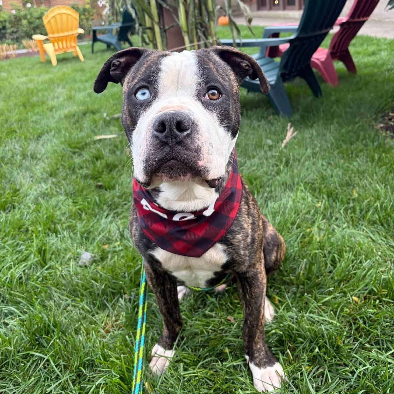 Enlarge Mr Jones, a Adoptable mixed breed in Buffalo, NY image 1/6