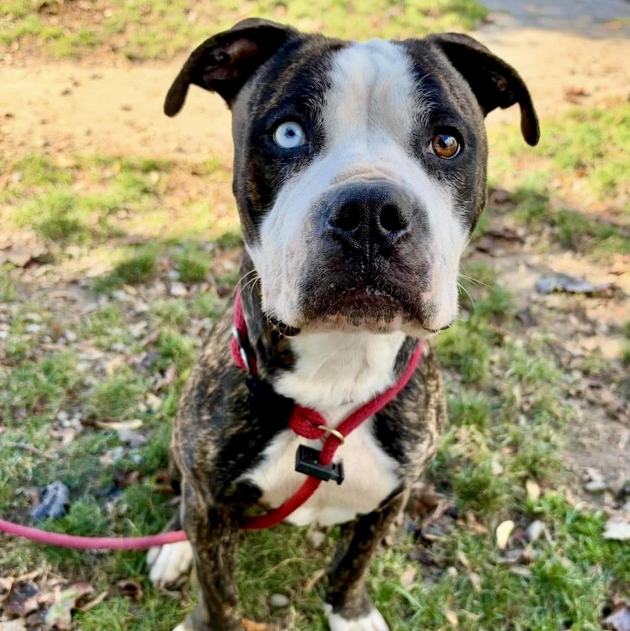 Enlarge Mr Jones, a Adoptable mixed breed in Buffalo, NY image 4/6