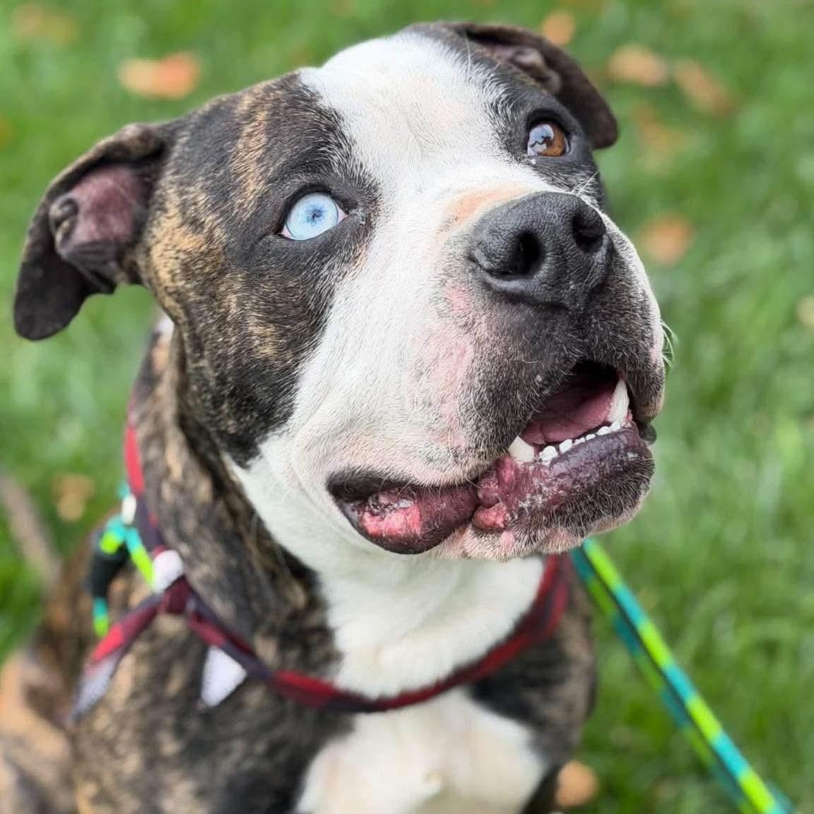 Enlarge Mr Jones, a Adoptable mixed breed in Buffalo, NY image 5/6