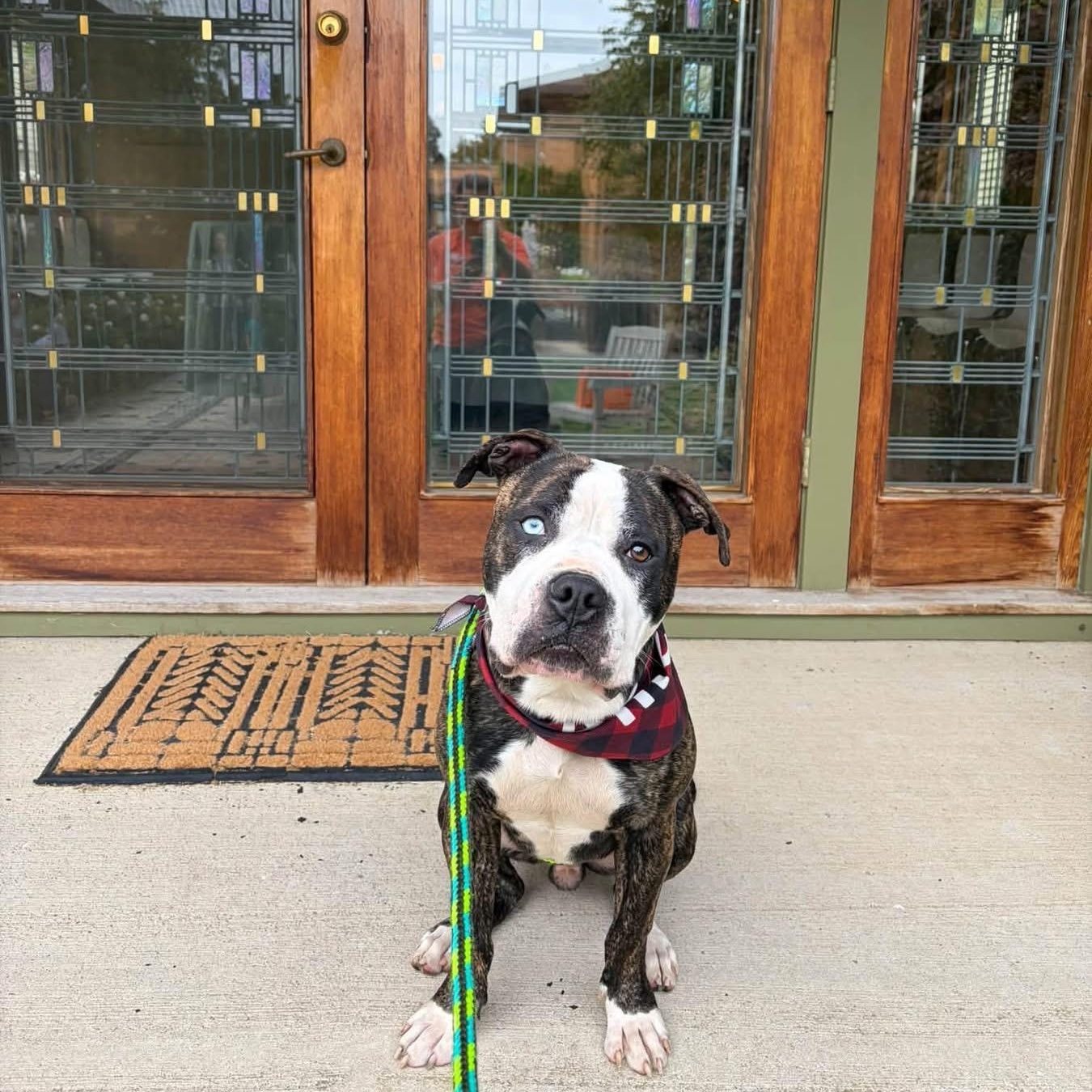 Enlarge Mr Jones, a Adoptable mixed breed in Buffalo, NY image 6/6