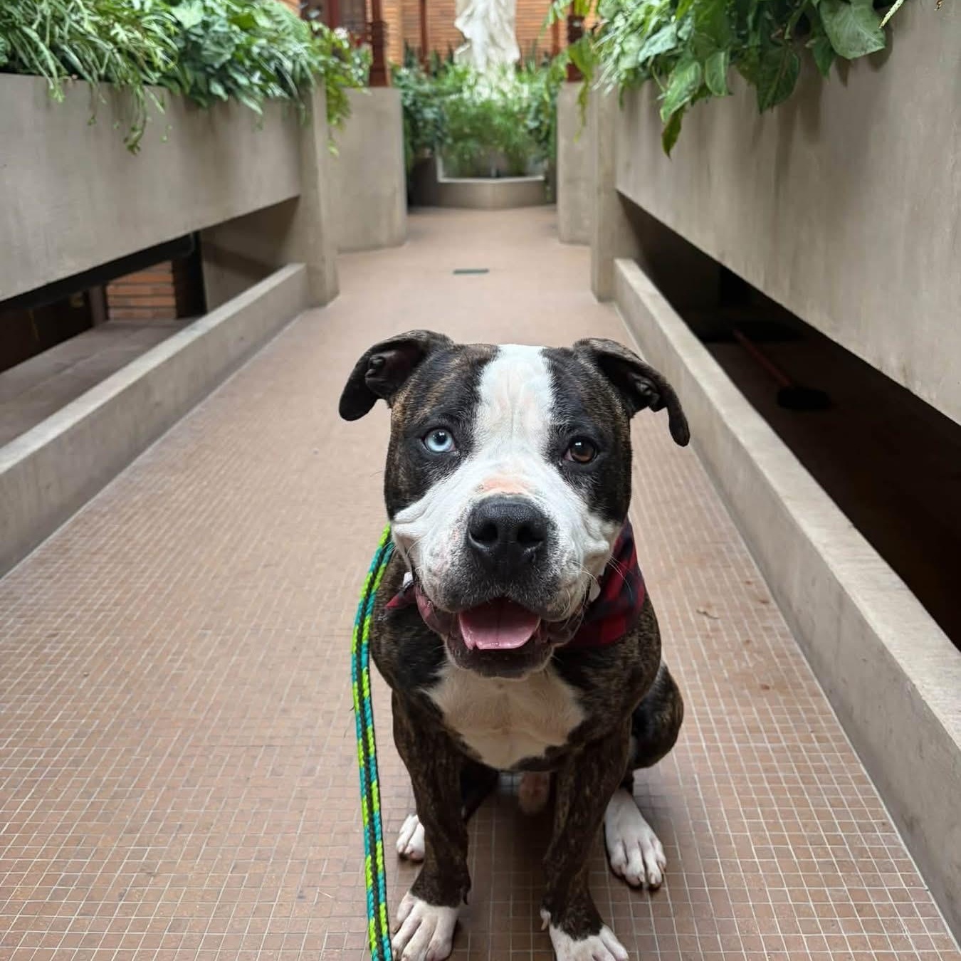 Enlarge Mr Jones, a Adoptable mixed breed in Buffalo, NY image 2/6
