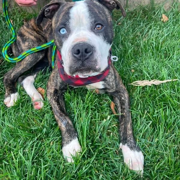 Enlarge Mr Jones, a Adoptable mixed breed in Buffalo, NY image 3/6