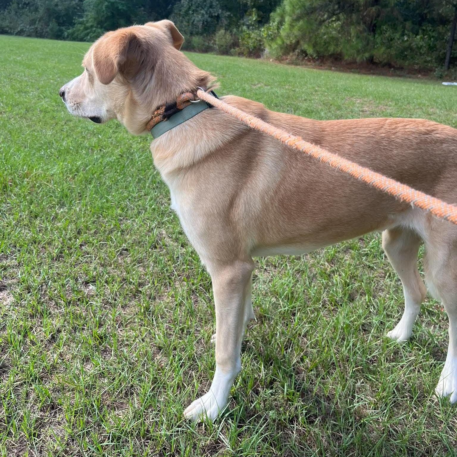 Enlarge Barny, a Adoptable mixed breed in Blairstown, NJ image 5/6