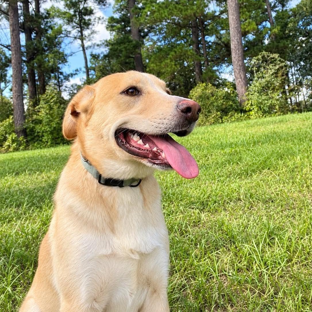 Enlarge Barny, a Adoptable mixed breed in Blairstown, NJ image 1/6