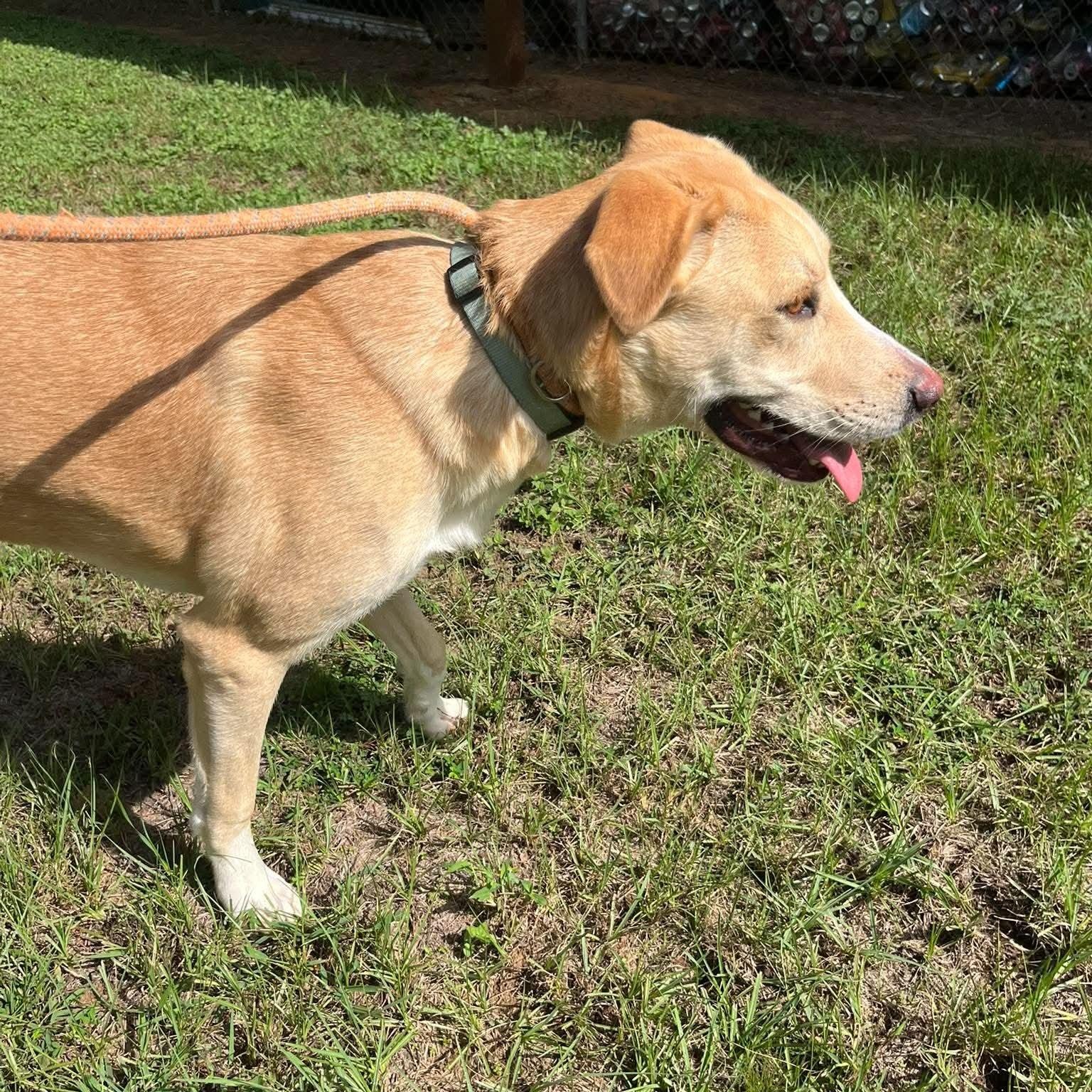 Enlarge Barny, a Adoptable mixed breed in Blairstown, NJ image 3/6