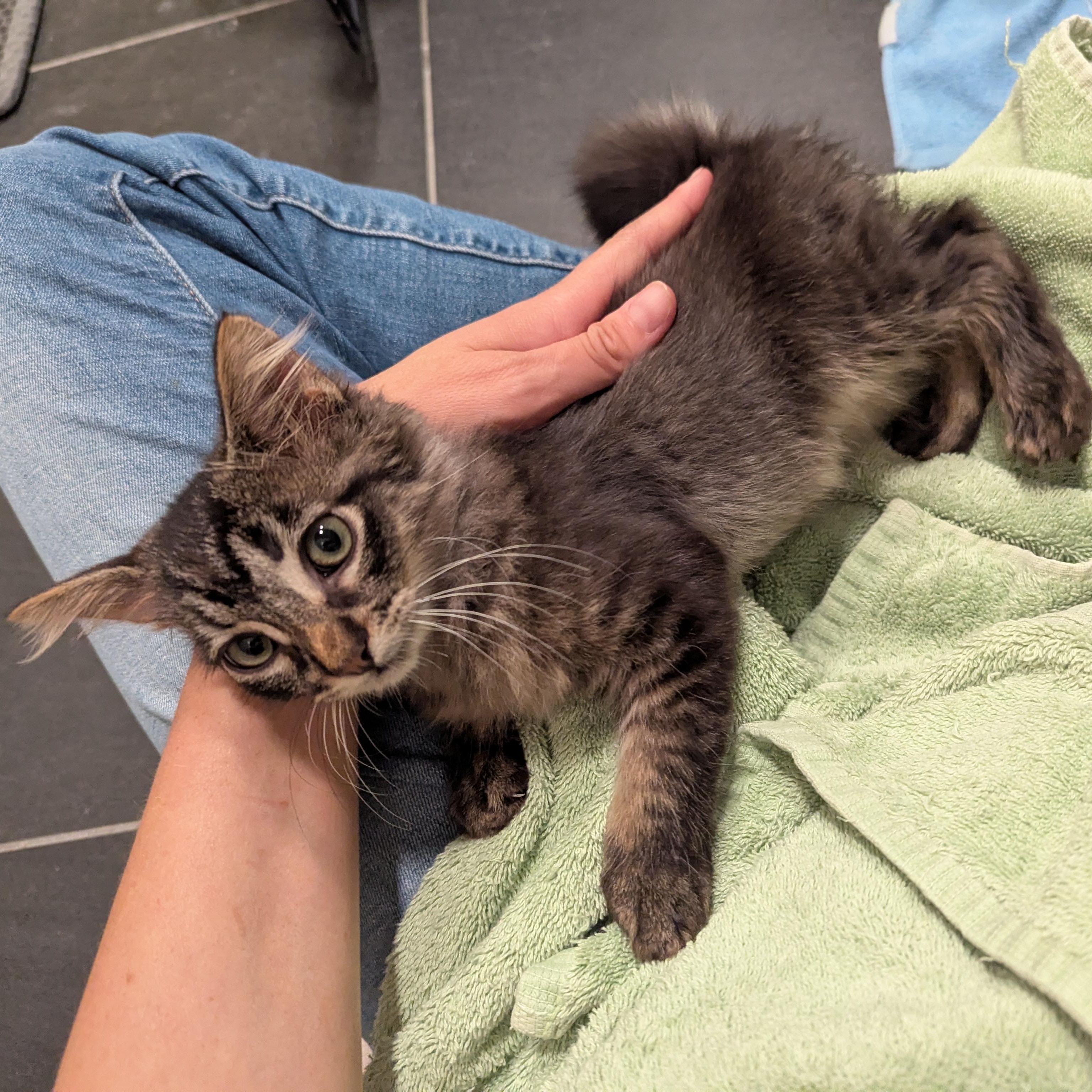 Snickers, an adoptable Domestic Long Hair, Tabby in West Richland, WA, 99353 | Photo Image 6