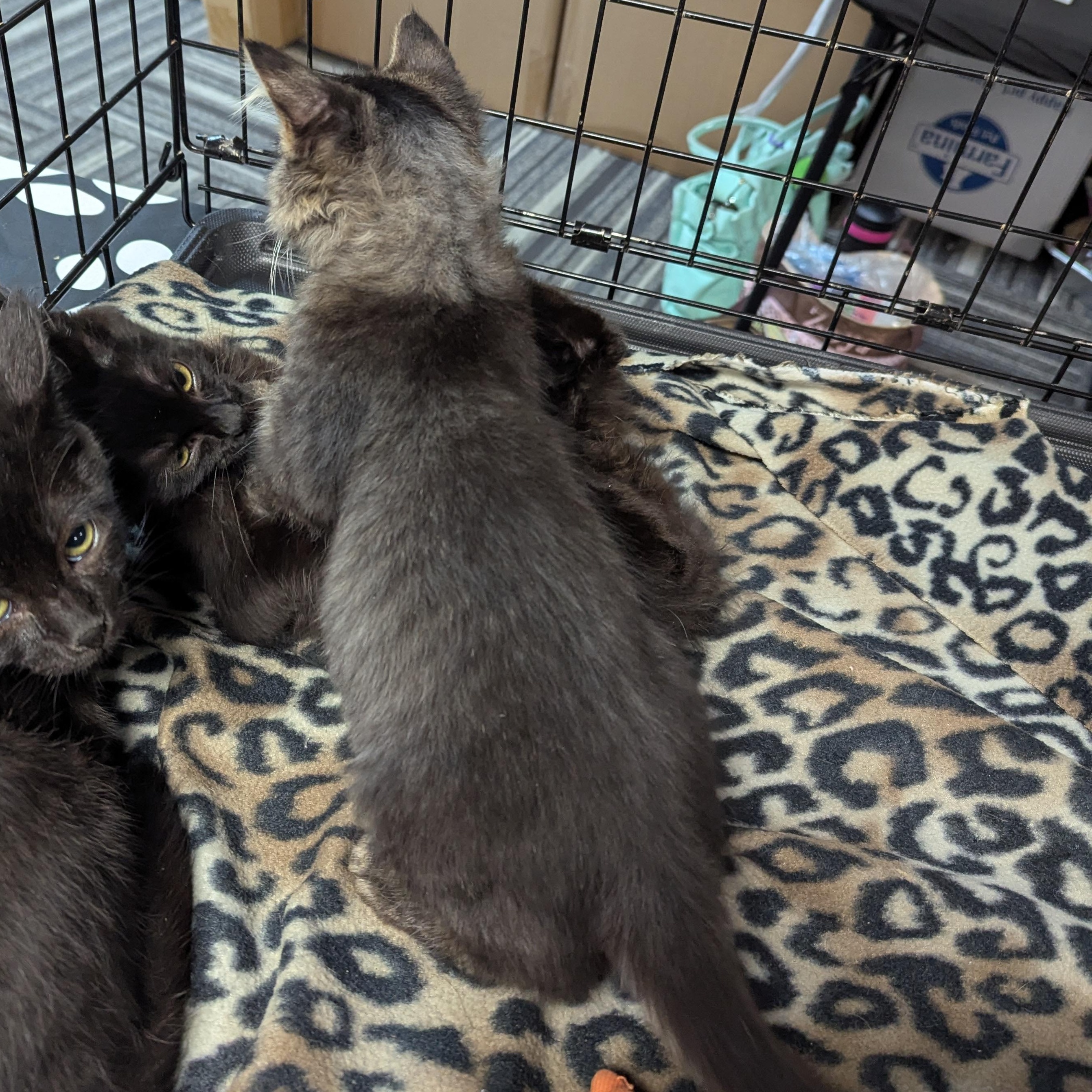 Snickers, an adoptable Domestic Long Hair, Tabby in West Richland, WA, 99353 | Photo Image 5