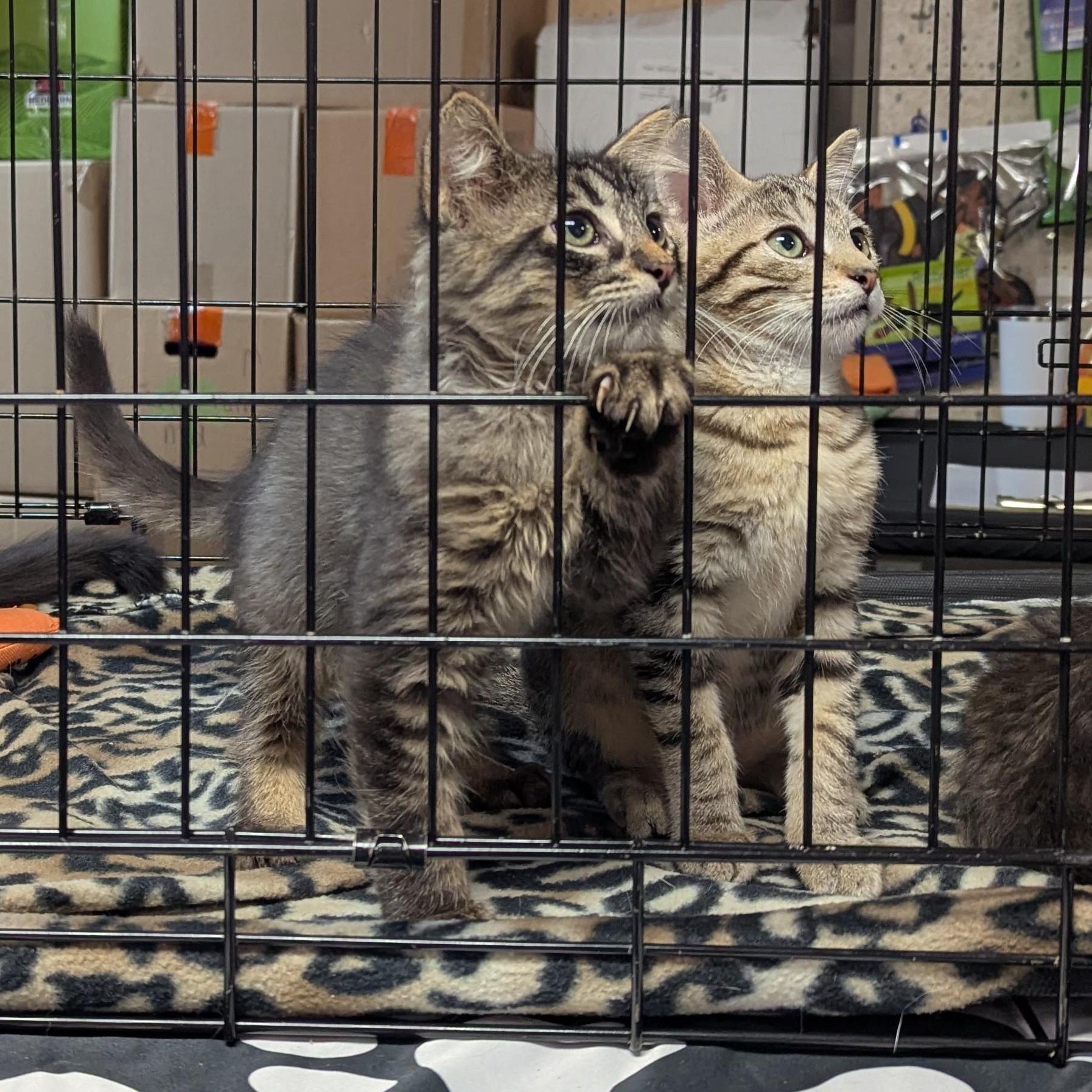 Snickers, an adoptable Domestic Long Hair, Tabby in West Richland, WA, 99353 | Photo Image 4