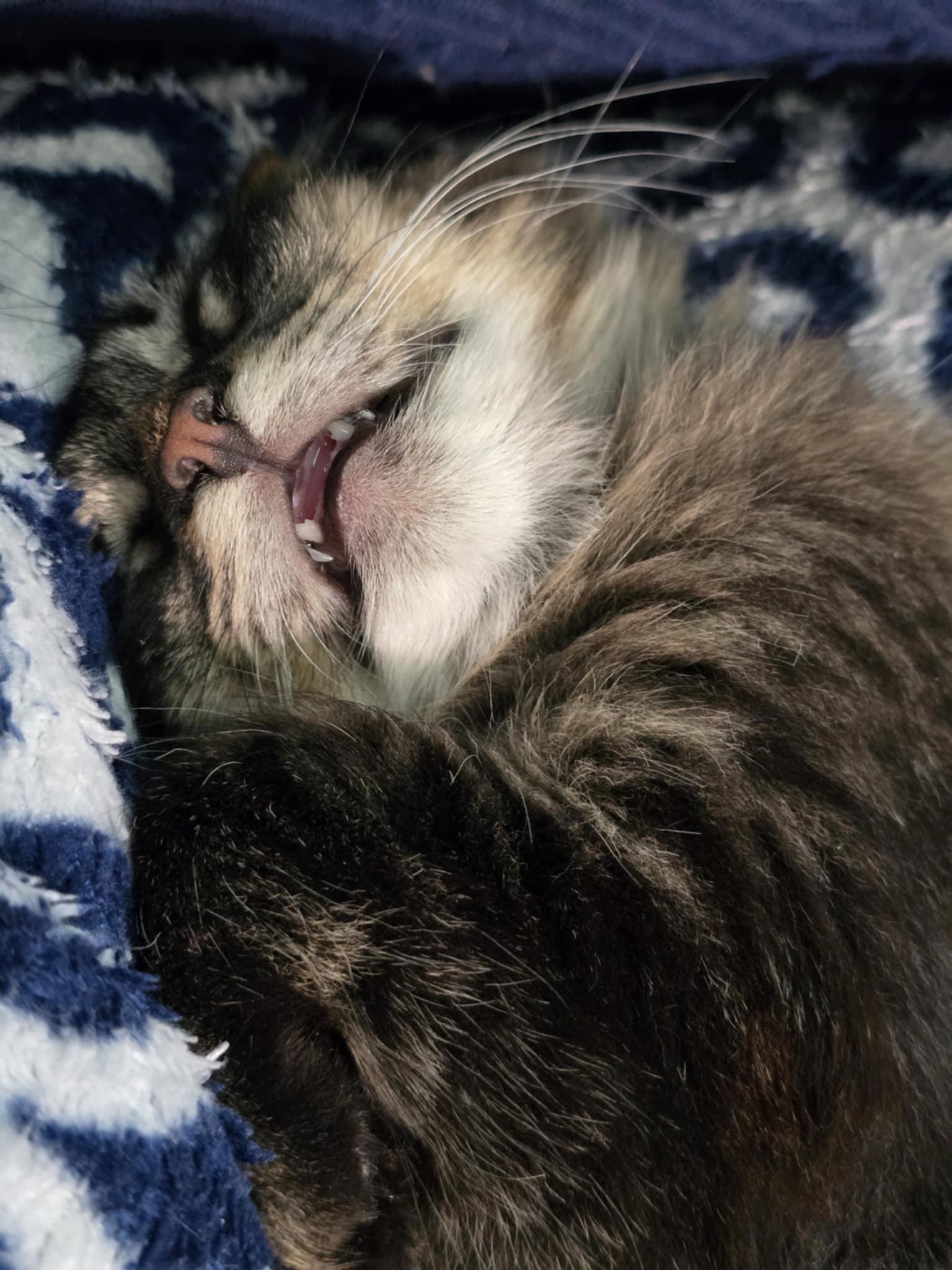 Snickers, an adoptable Domestic Long Hair, Tabby in West Richland, WA, 99353 | Photo Image 3