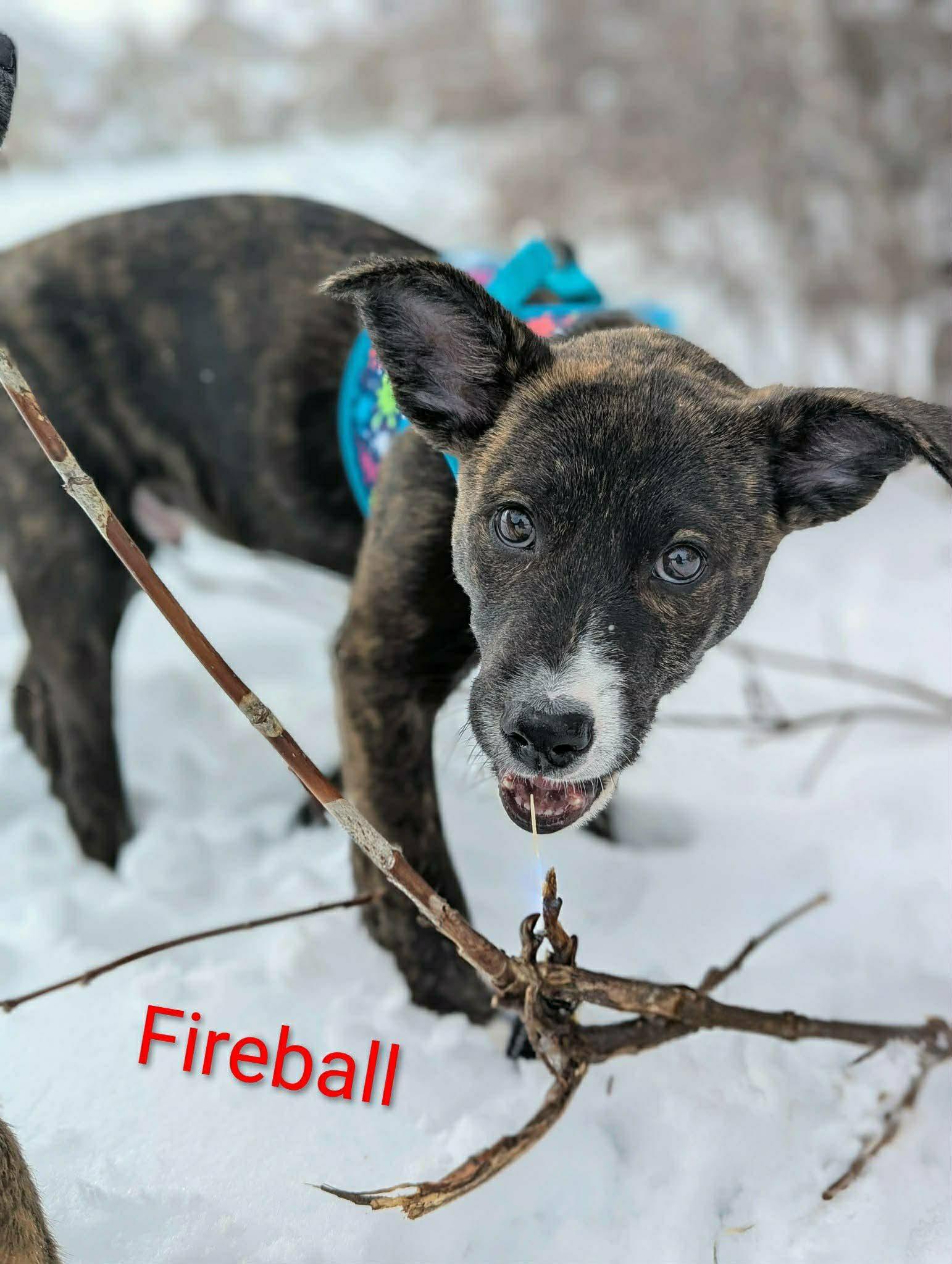 Fireball (20260110-01)