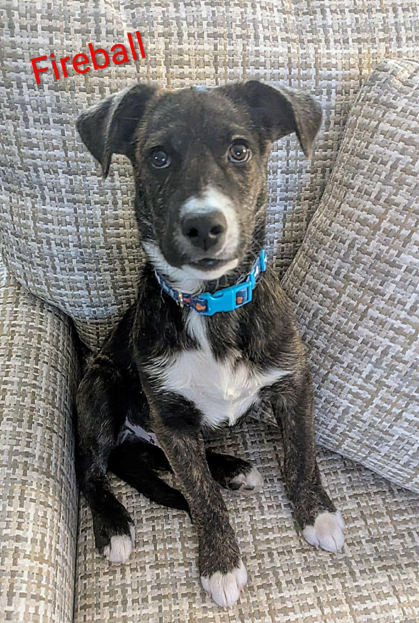 Fireball (20260110-01) — thumbnail 4