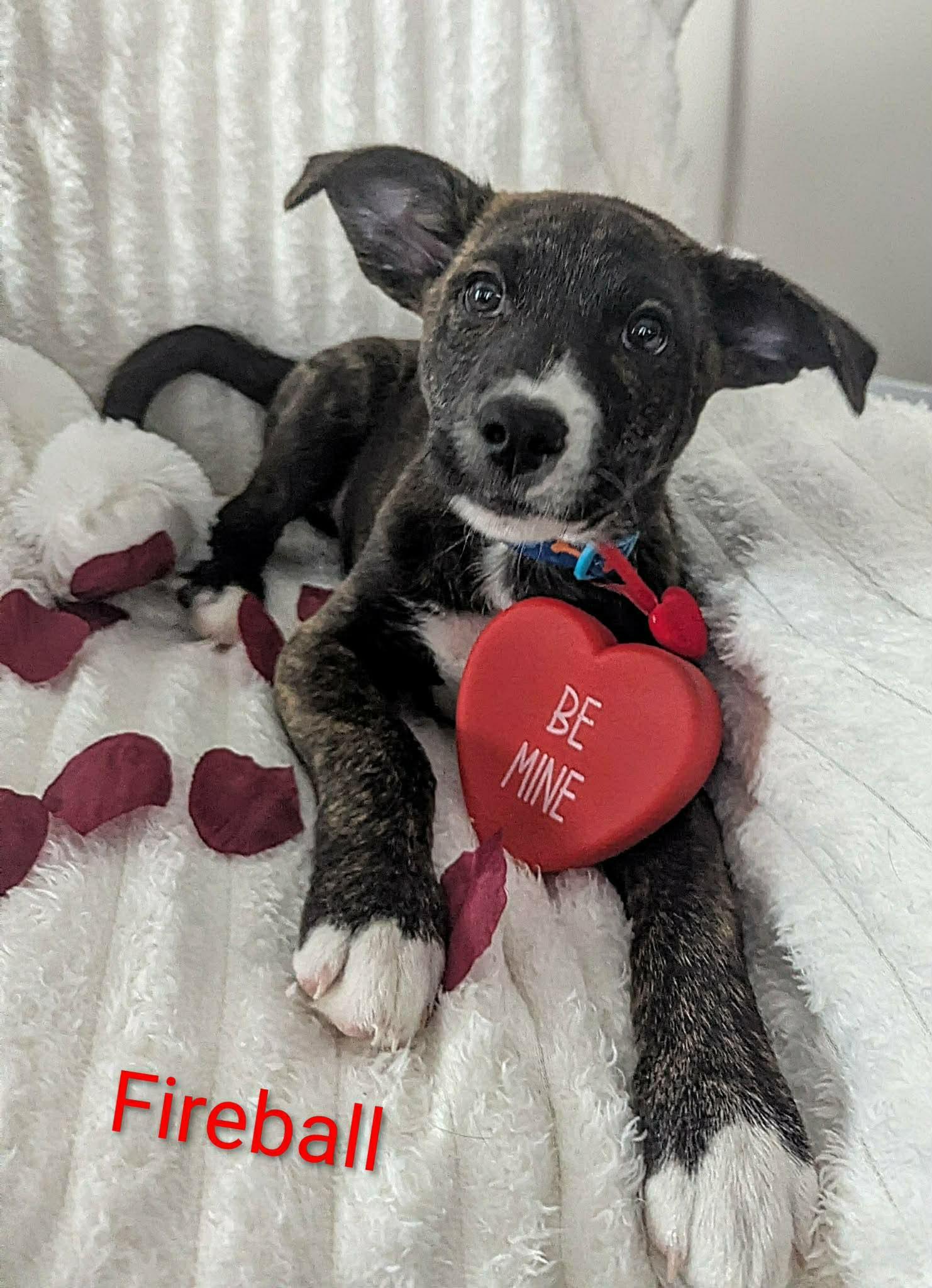 Fireball (20260110-01) — thumbnail 5