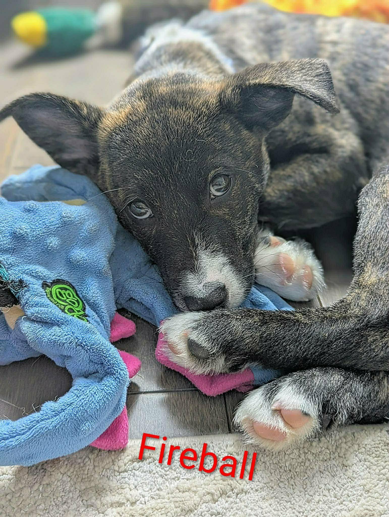 Fireball (20260110-01) — thumbnail 6