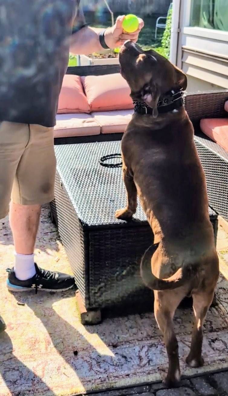 ACE (Cross-Post), Adopted, Adult Male Pit Bull Terrier.