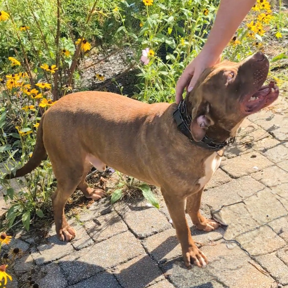 Enlarge ACE (Cross-Post), a Adopted Pit Bull Terrier in Pelham, NH image 1/6