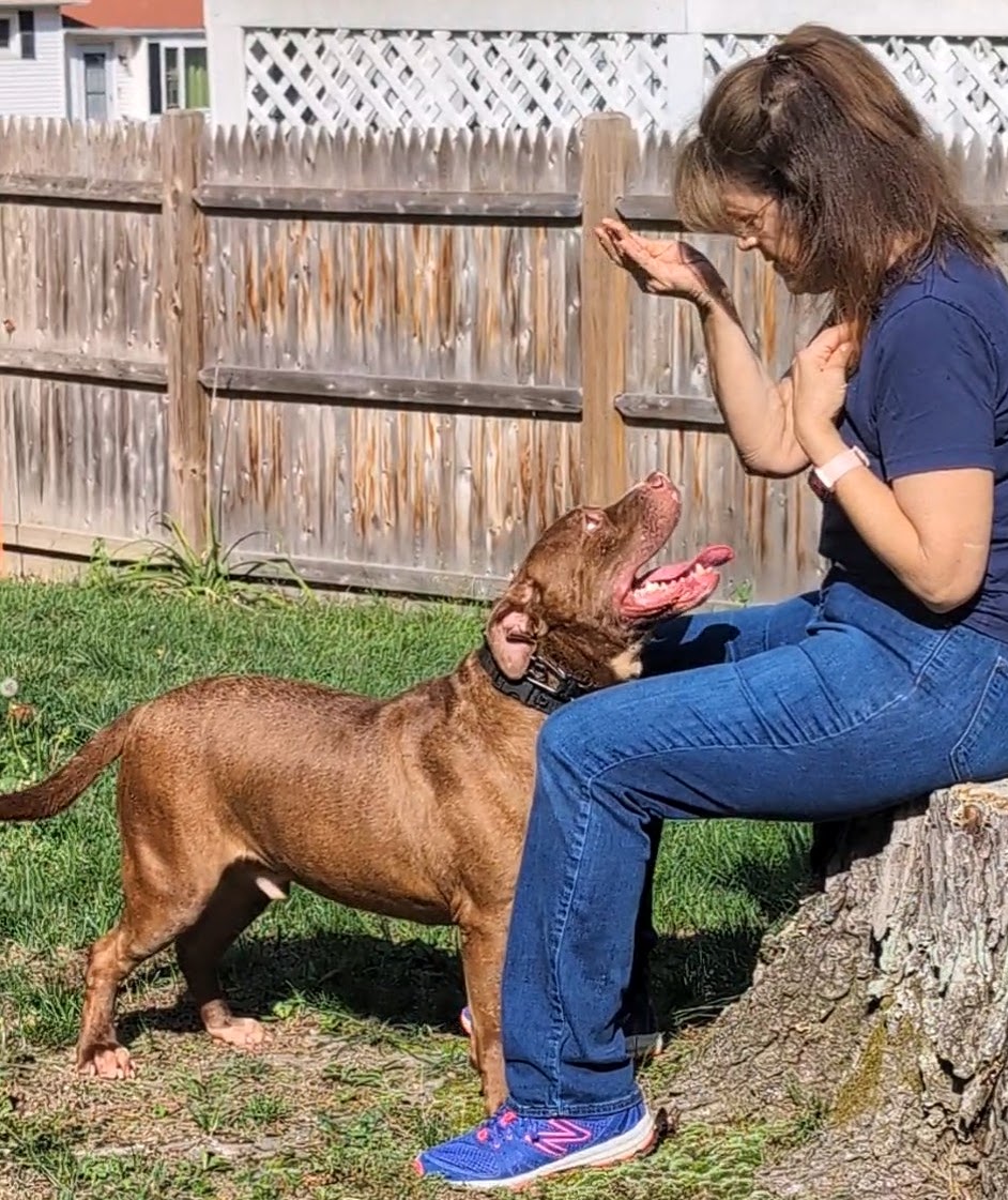 Enlarge ACE (Cross-Post), a Adopted Pit Bull Terrier in Pelham, NH image 3/6