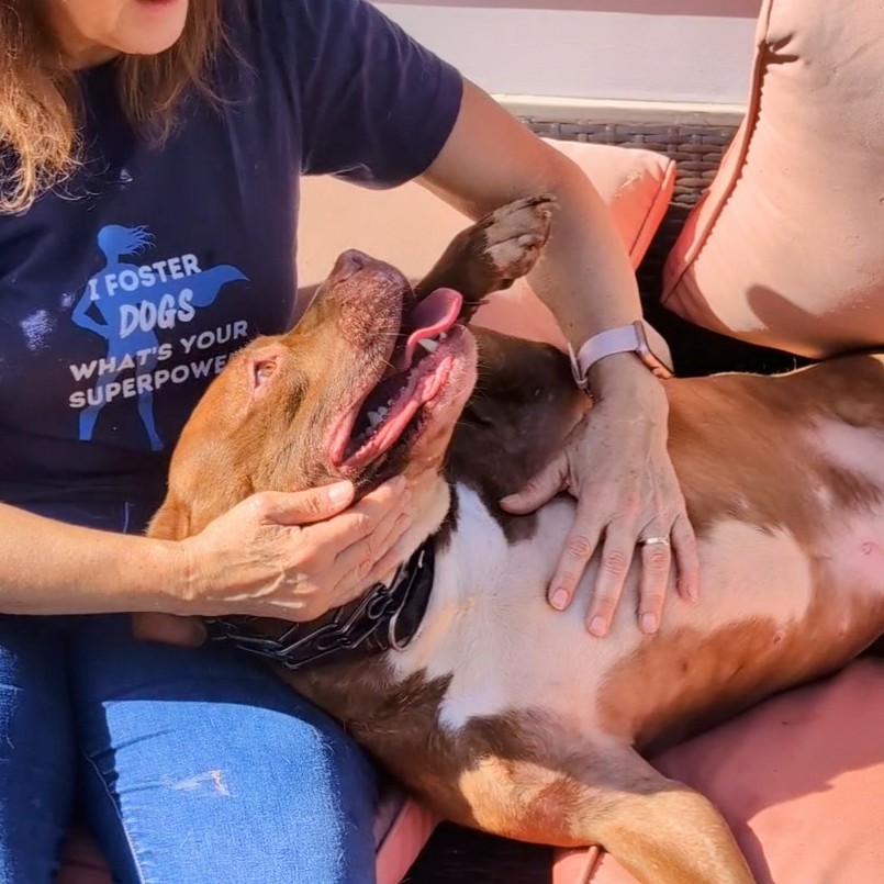 Enlarge ACE (Cross-Post), a Adopted Pit Bull Terrier in Pelham, NH image 5/6