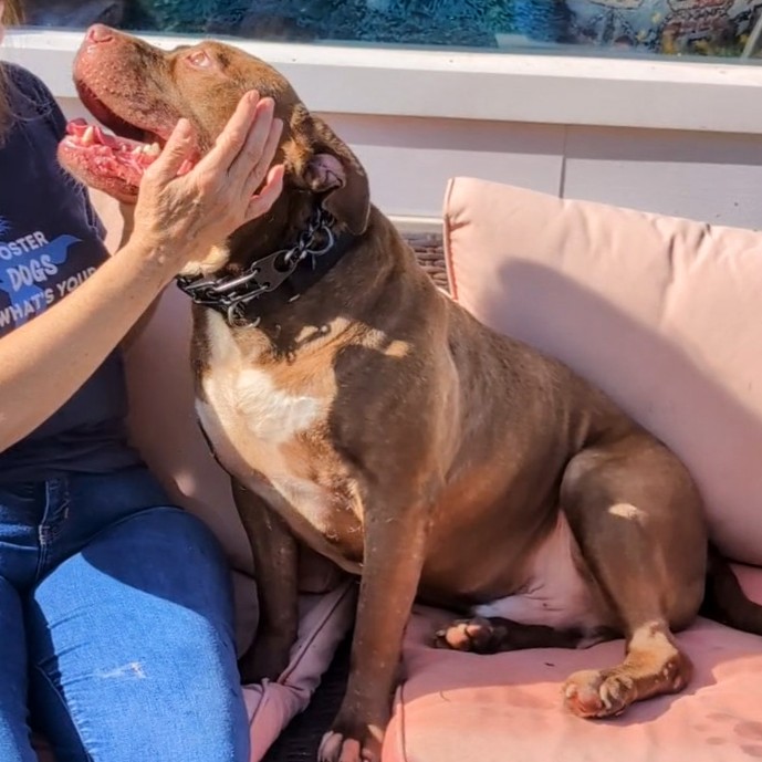 Enlarge ACE (Cross-Post), a Adopted Pit Bull Terrier in Pelham, NH image 6/6