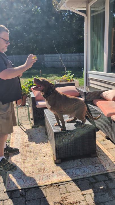 Enlarge ACE (Cross-Post), a Adopted Pit Bull Terrier in Pelham, NH video 4/6