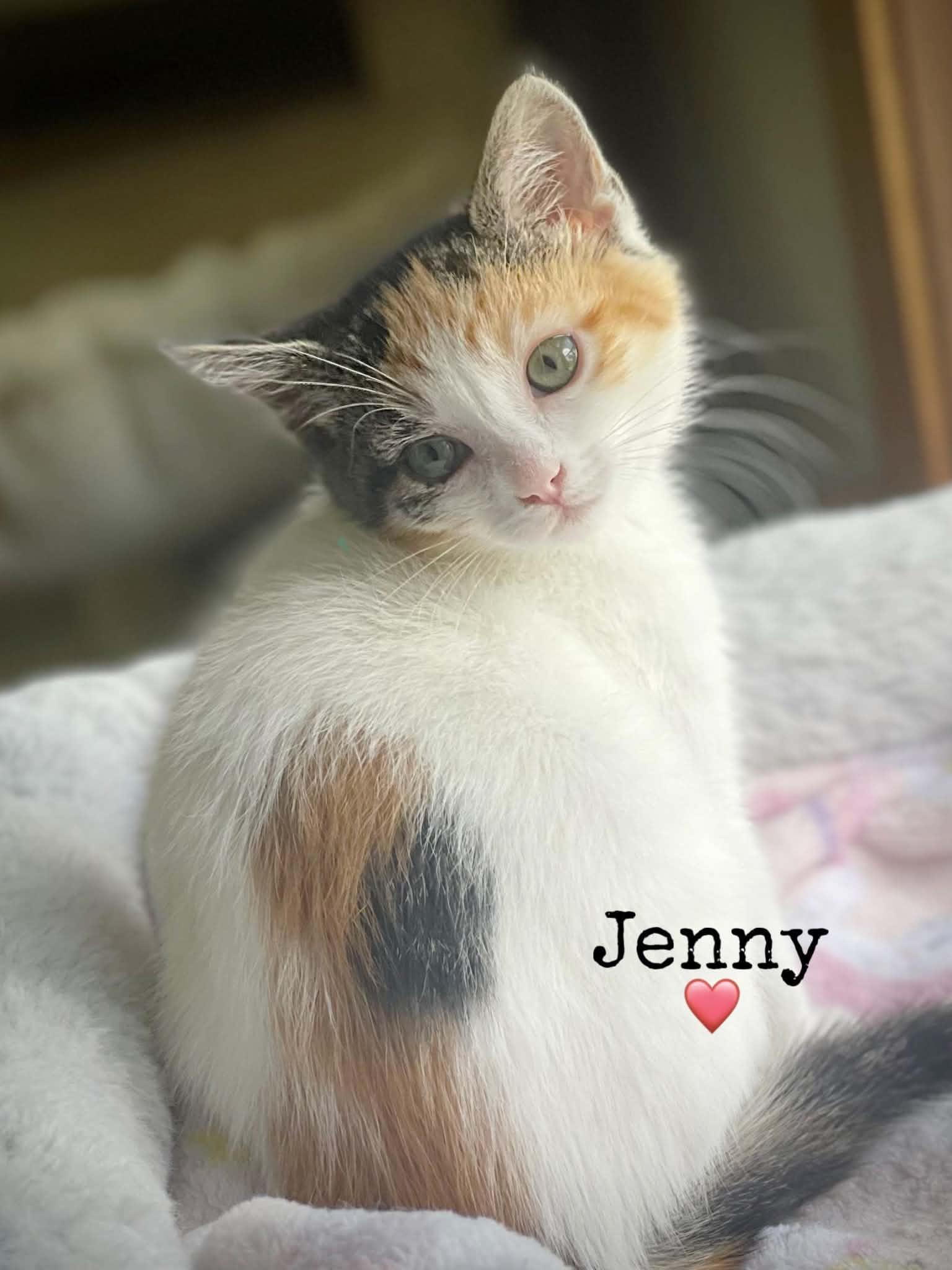 Jenny, Adoptable, Kitten Female Domestic Short Hair.