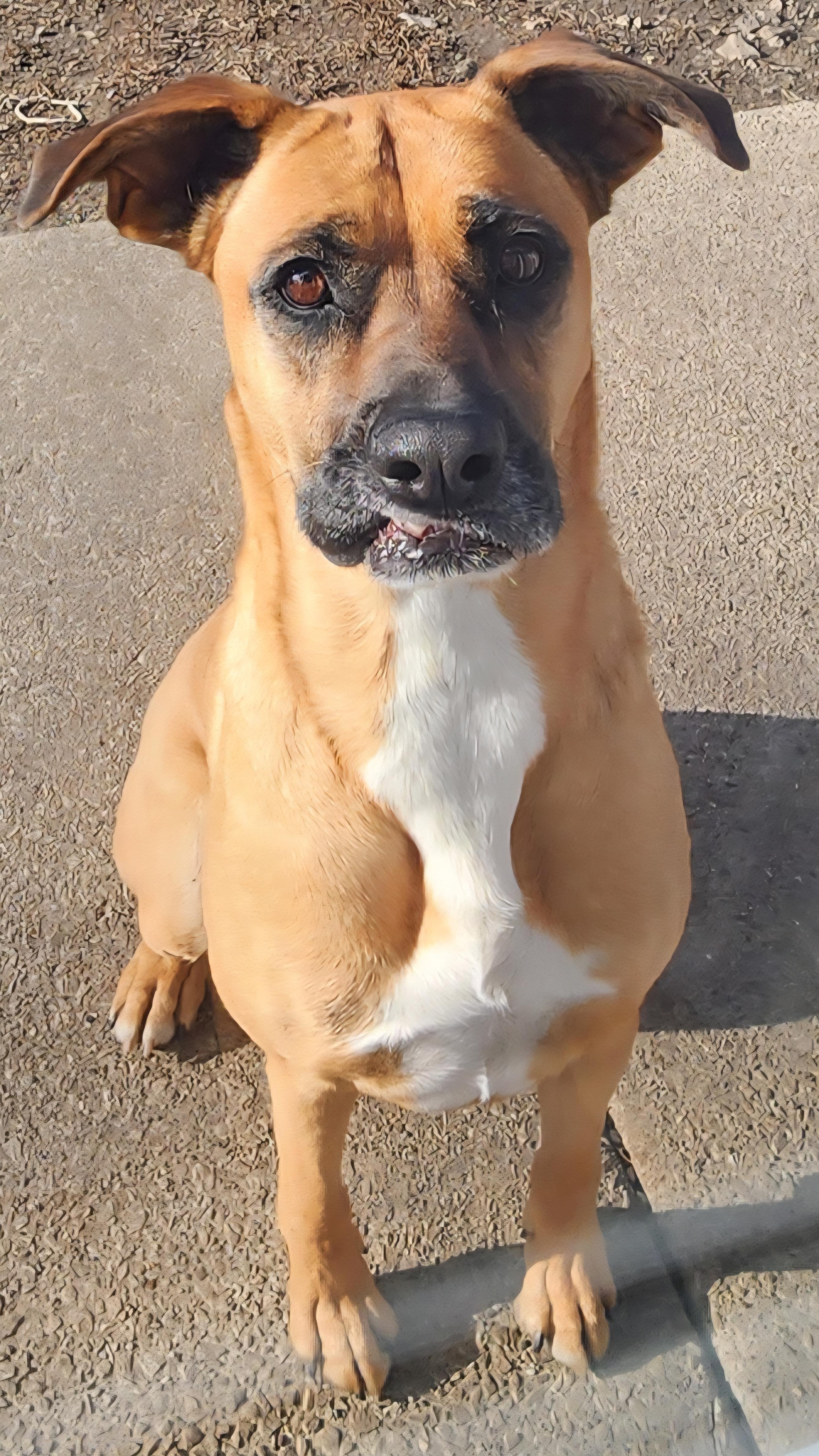 Felicia, Adoptable, Adult Female Shepherd & Boxer.