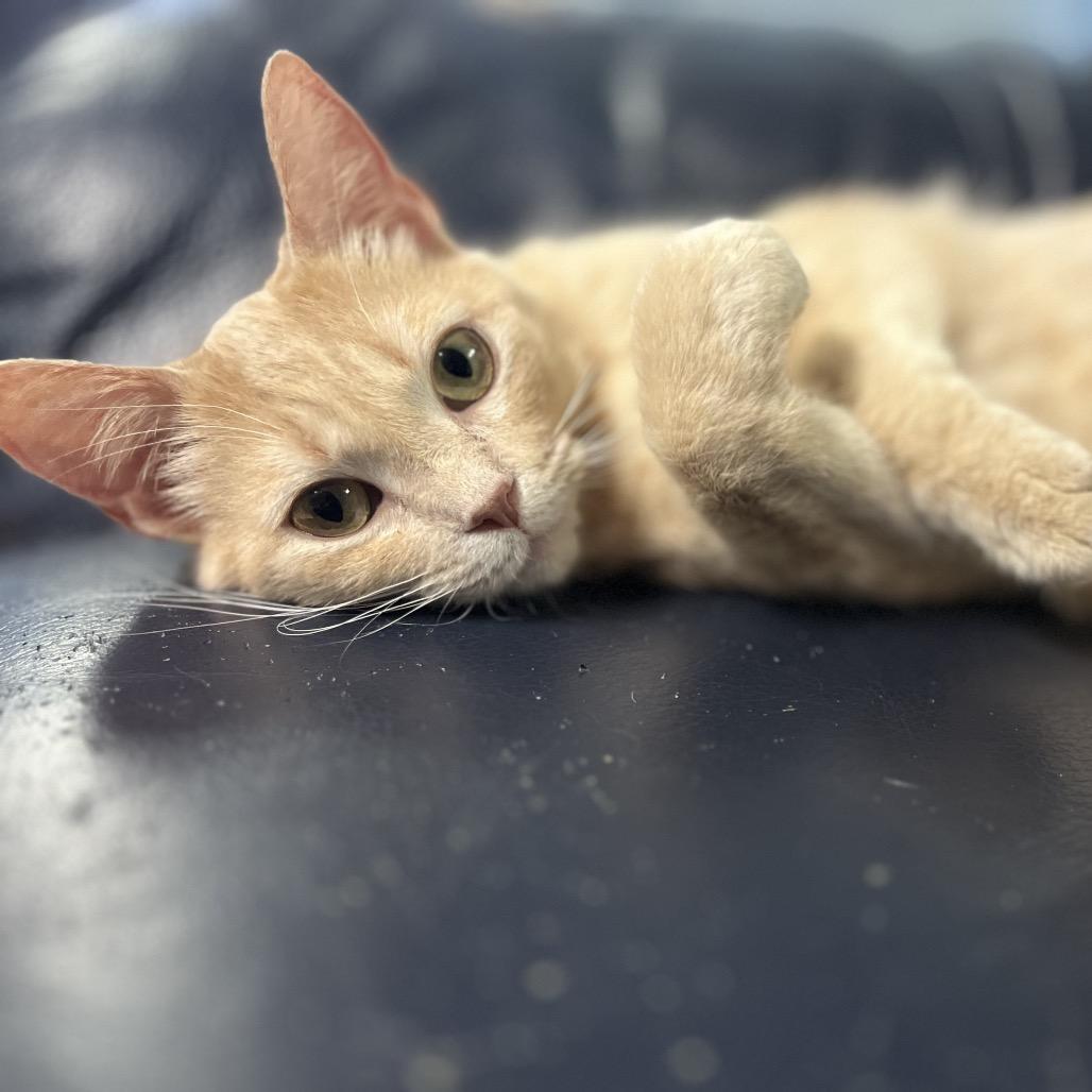 Patricia (Patty), Adoptable, Senior Female Domestic Medium Hair.