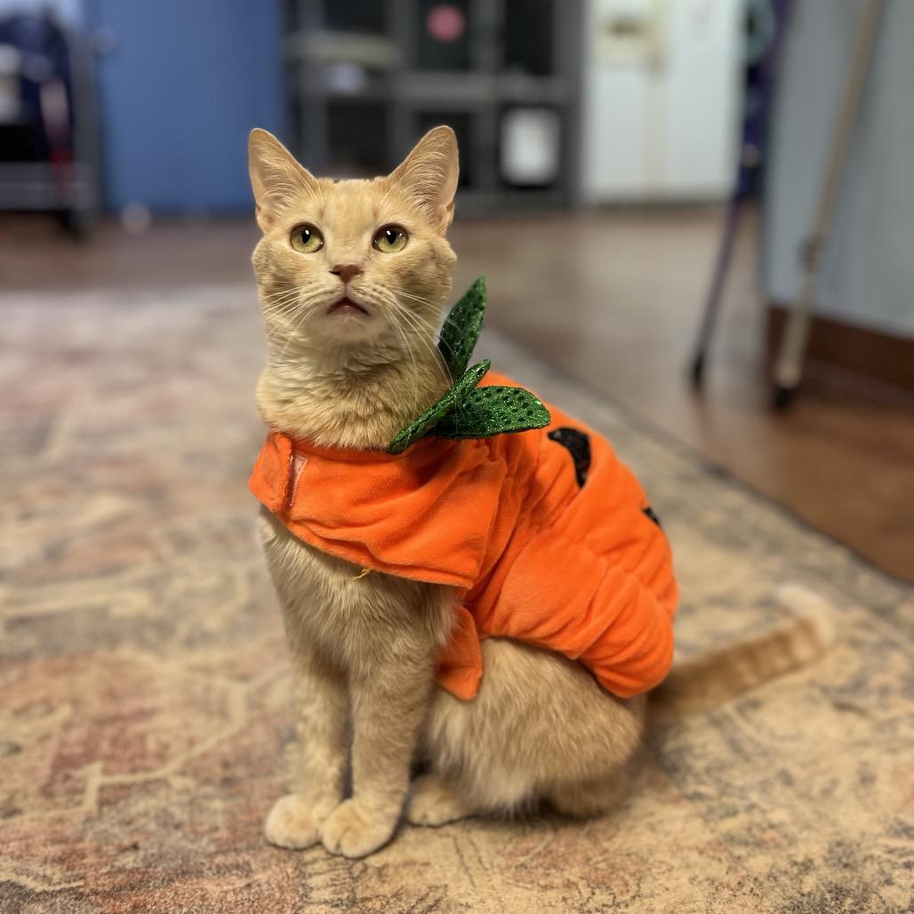 Patricia (Patty), Adoptable, Senior Female Domestic Medium Hair.