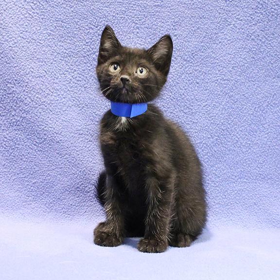 Z-Man, Adoptable, Kitten Male Domestic Short Hair.