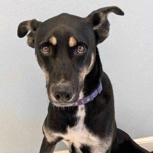 Orlando, a Adoptable mixed breed in Midland, TX image 2/2