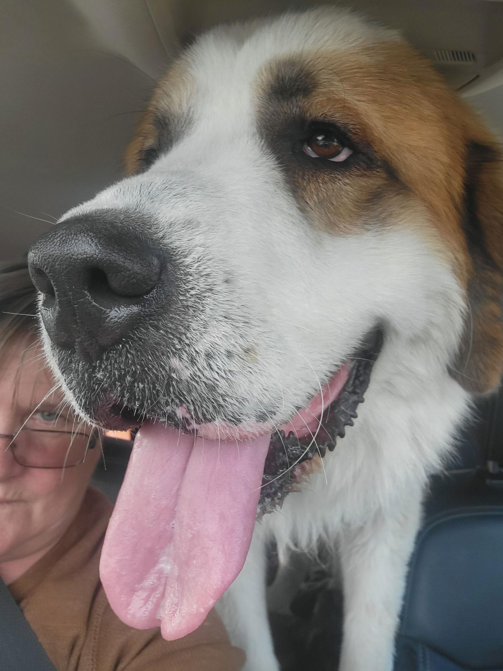 Enlarge Preacher, a Adoptable Saint Bernard in San Antonio, TX image 1/1