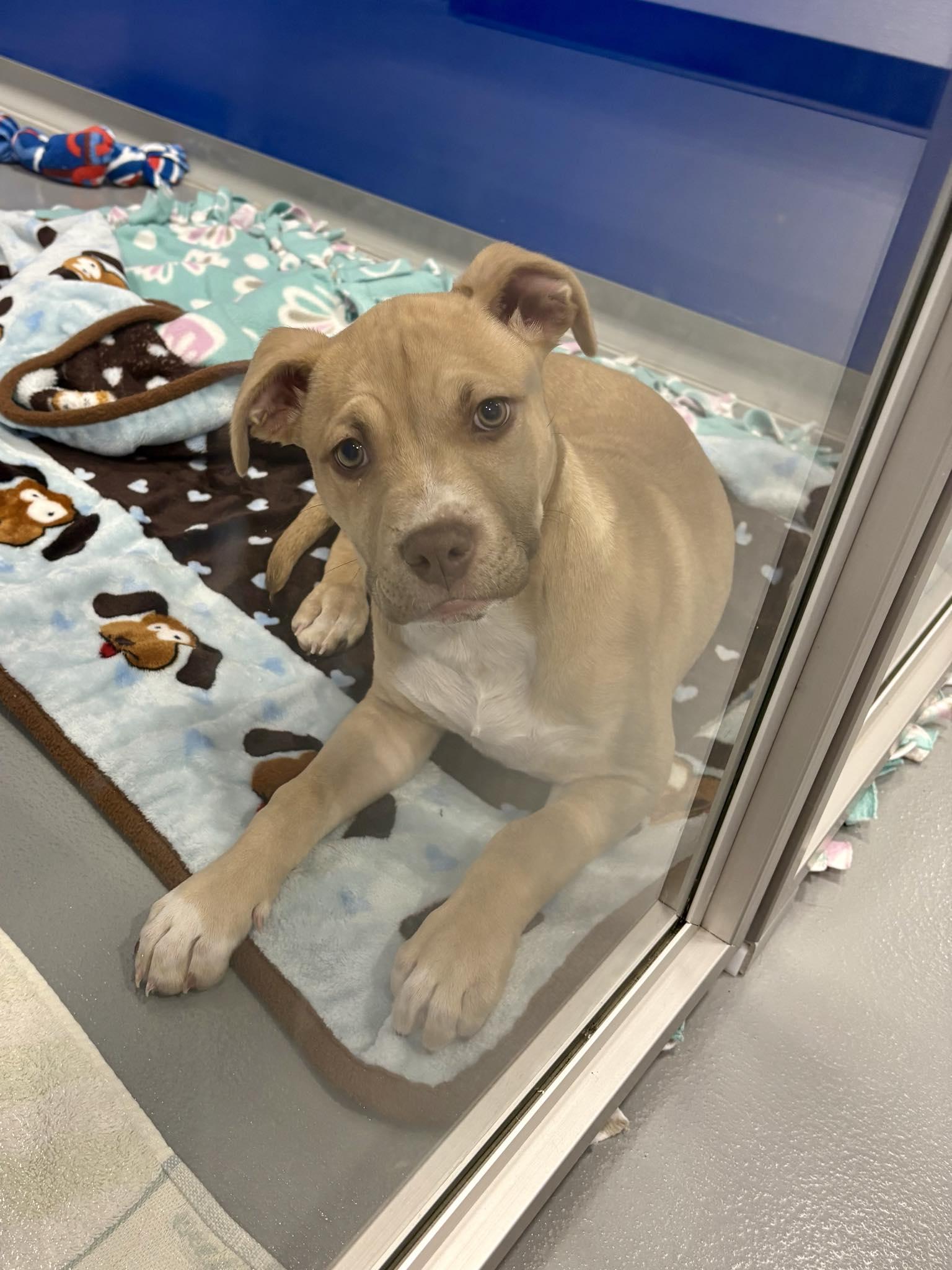 Abby Cadabby, ADOPTABLE, Puppy Female Pit Bull Terrier.