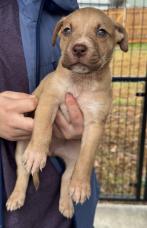 Abby Cadabby, ADOPTABLE, Puppy Female Pit Bull Terrier.