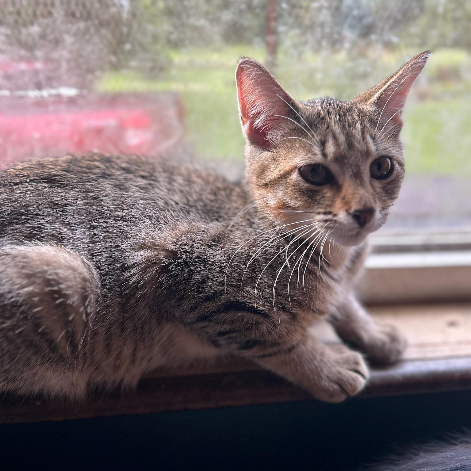 Enlarge Dusty, a Adoptable mixed breed in Stewartsville,, NJ image 1/1