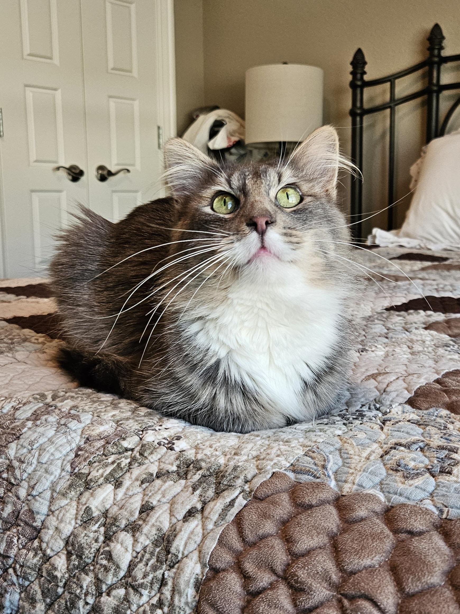 Enlarge Squirrel, an adopted Domestic Medium Hair in Springdale, AR image 1/1