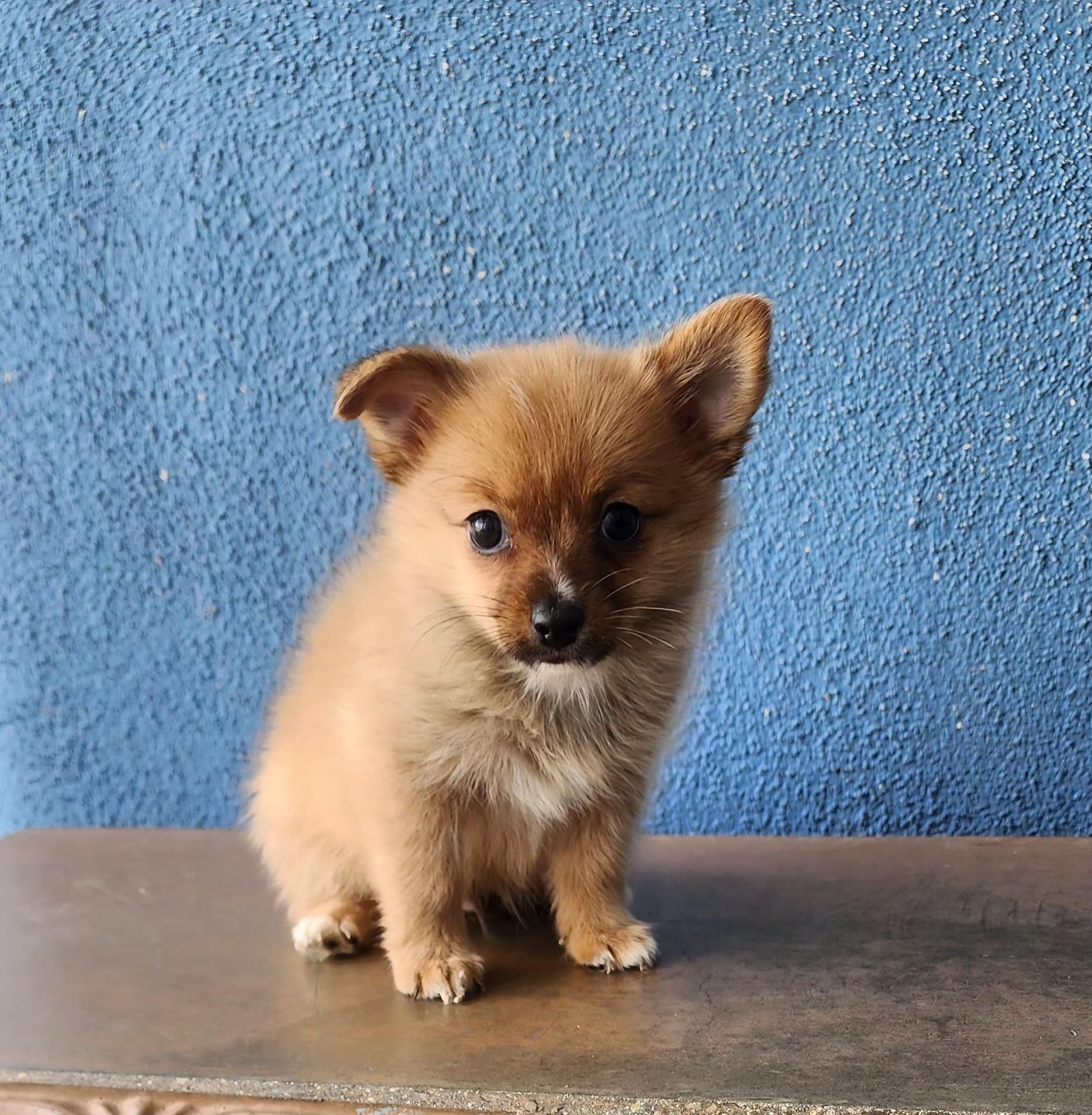 Enlarge Benny, a Adopted mixed breed in Victorville, CA image 1/1