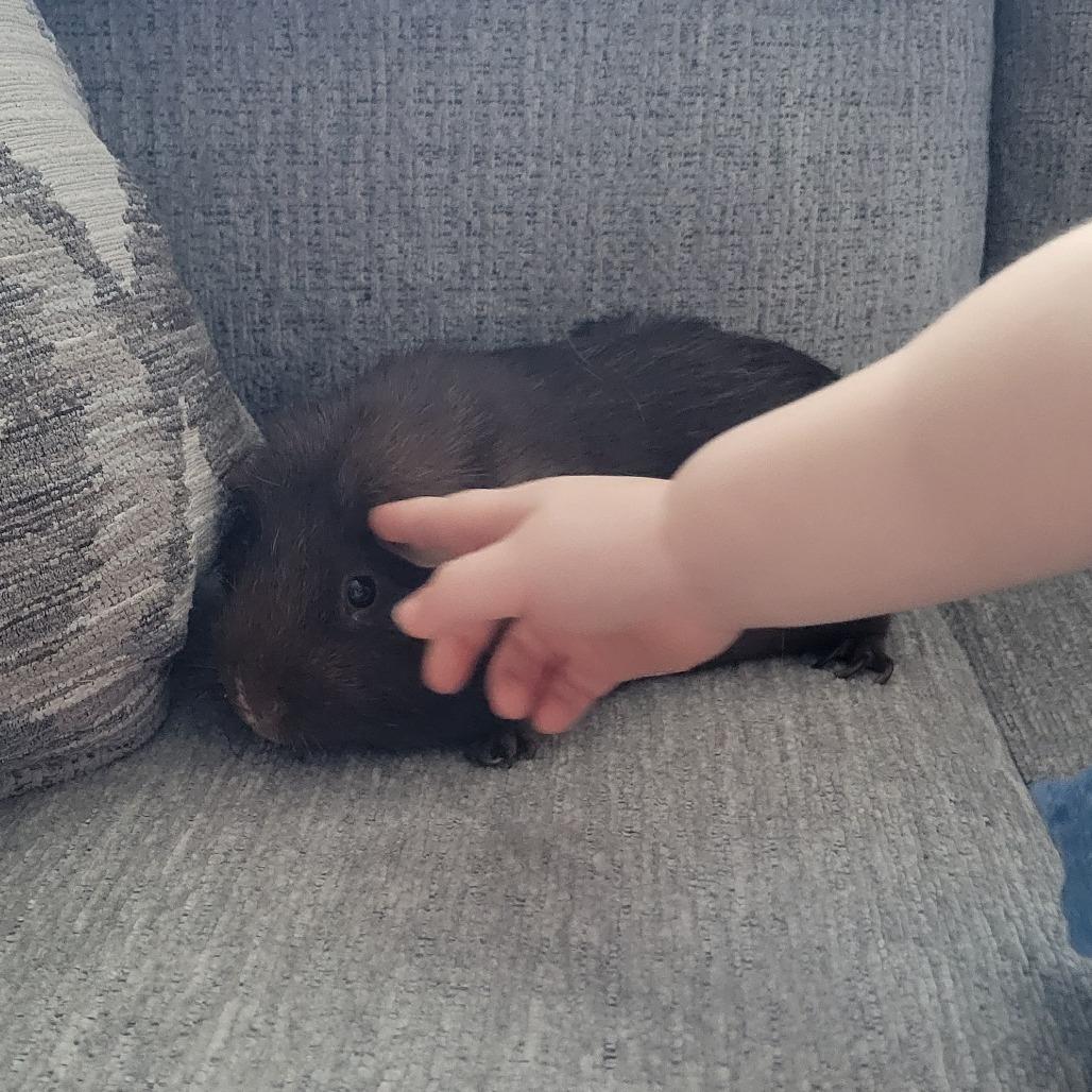 David Dave, Adoptable, Adult Male Guinea Pig.
