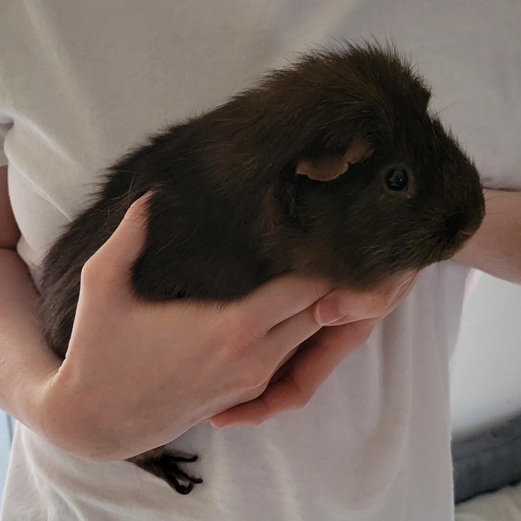 Enlarge David Dave, a Adoptable Guinea Pig in Columbus, GA image 2/3