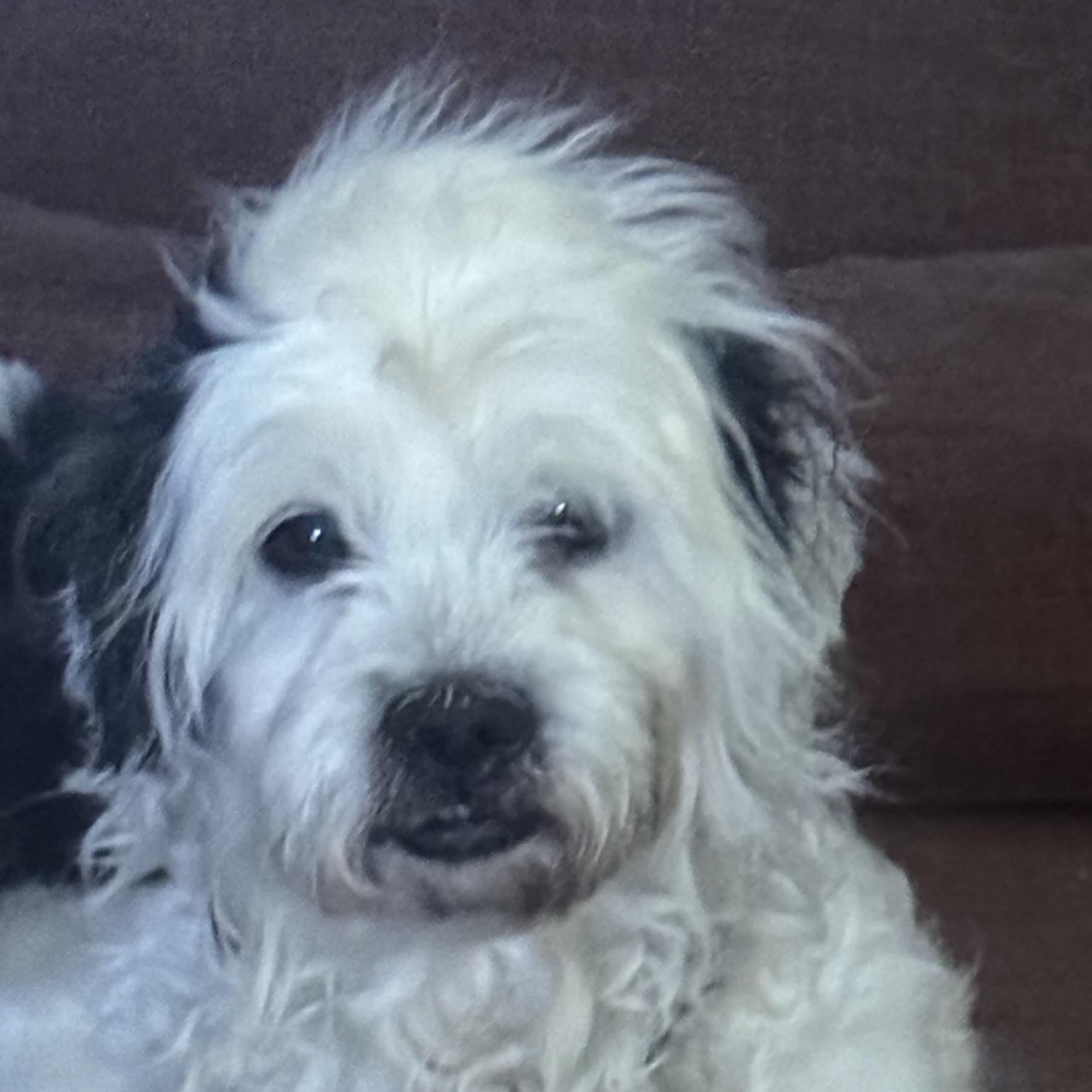 Enlarge Dusty May, a ADOPTABLE mixed breed in Garden City, MI image 2/2