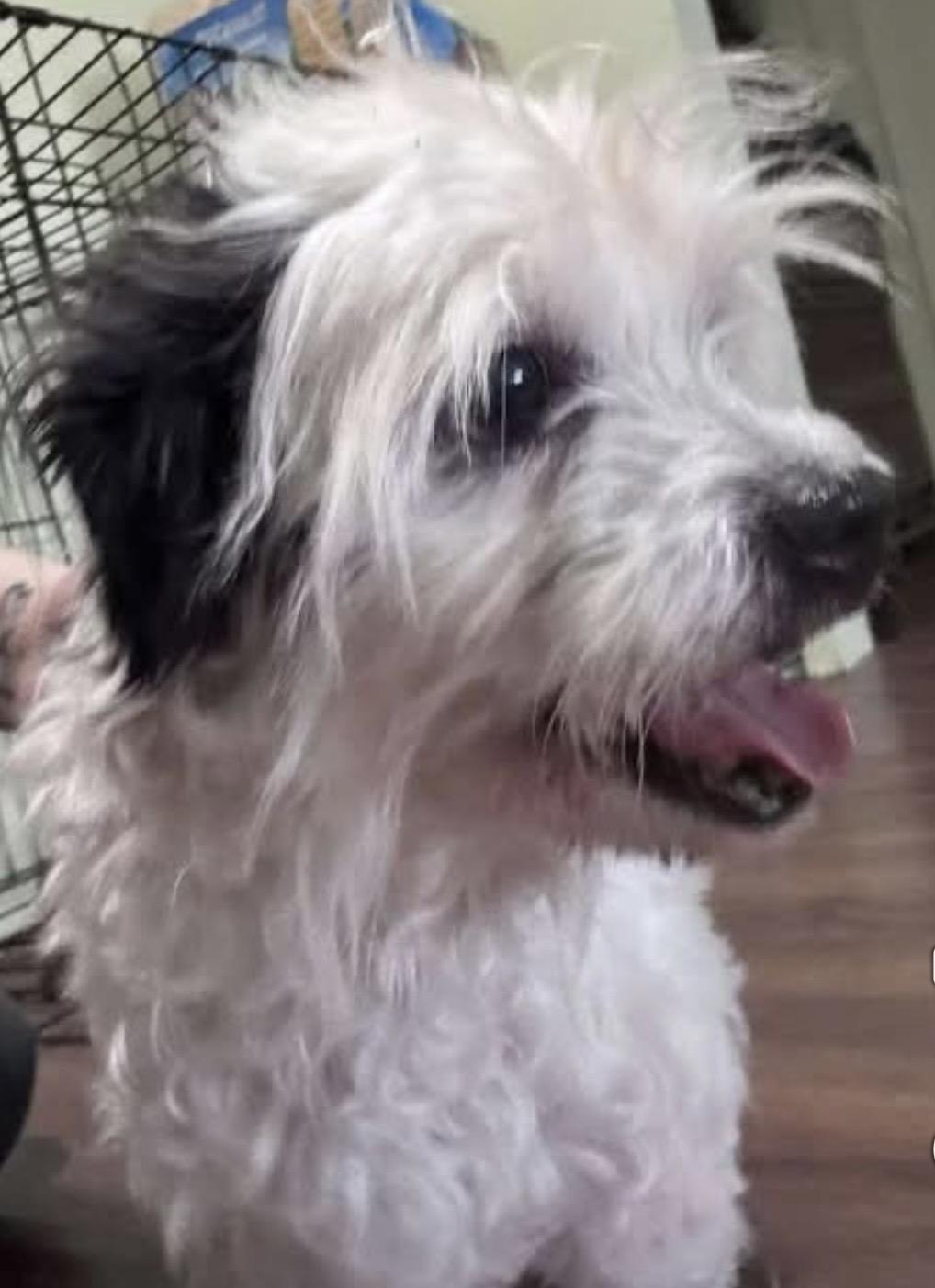 Dusty May, ADOPTABLE, Adult Male Shih Tzu & Lhasa Apso.