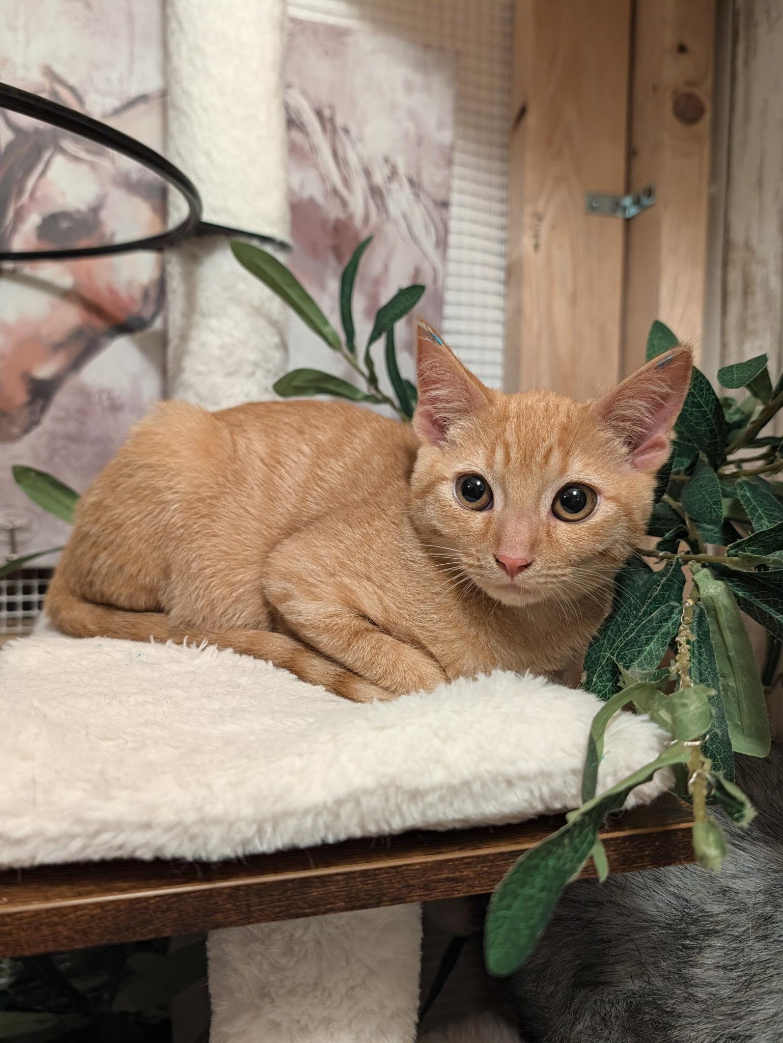 Enlarge Brave, a Adoptable mixed breed in Beaverton, OR image 3/3