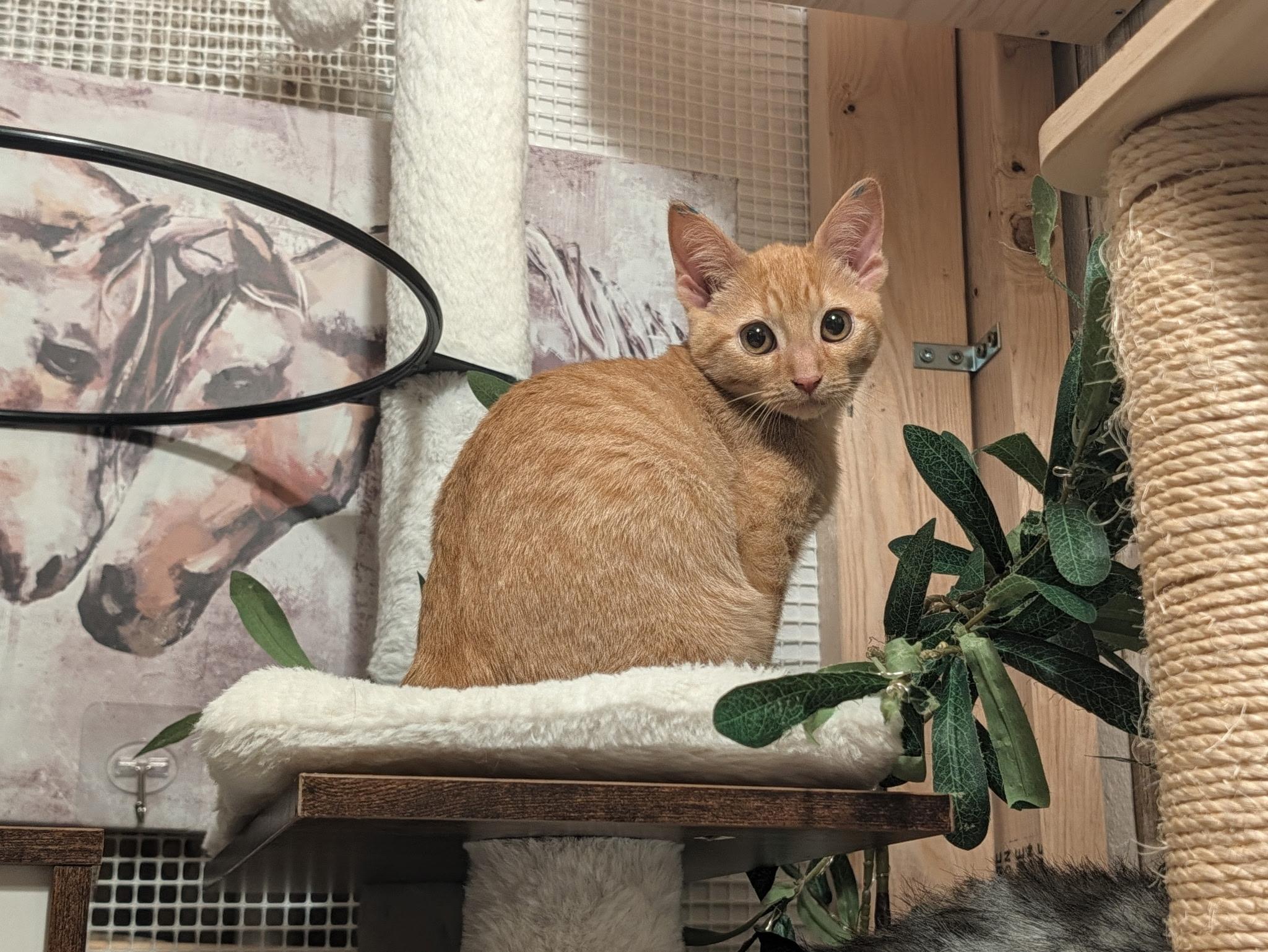 Enlarge Brave, a Adoptable mixed breed in Beaverton, OR image 1/3
