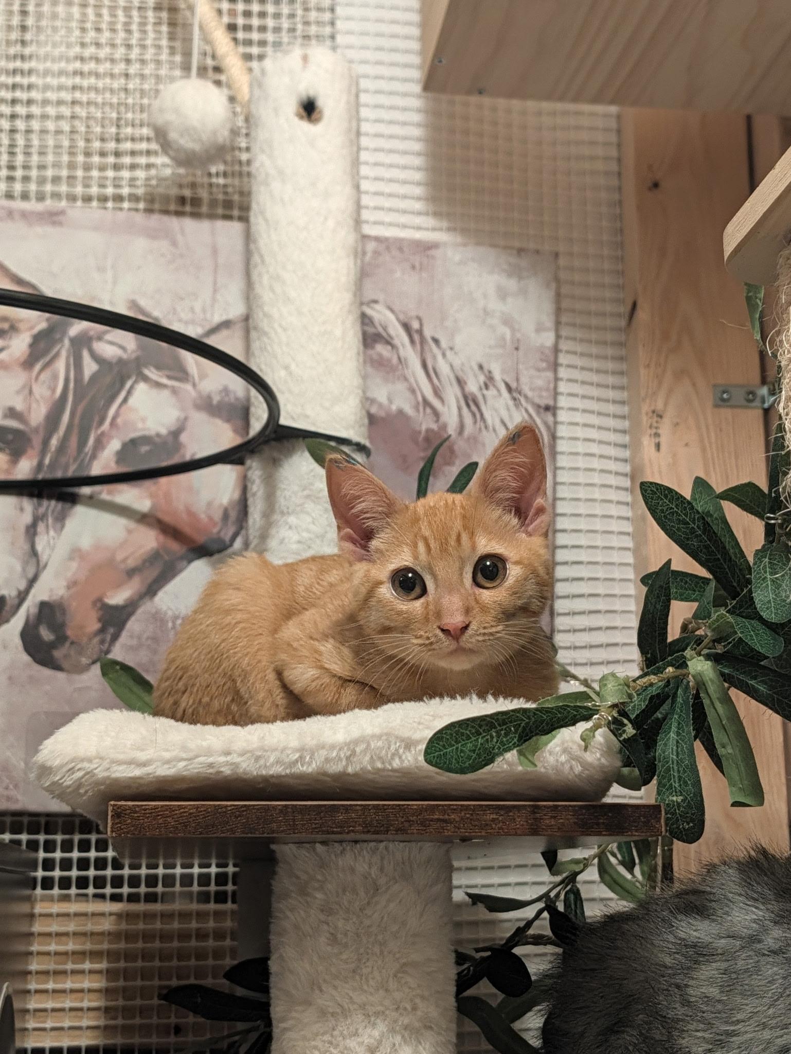 Enlarge Brave, a Adoptable mixed breed in Beaverton, OR image 2/3
