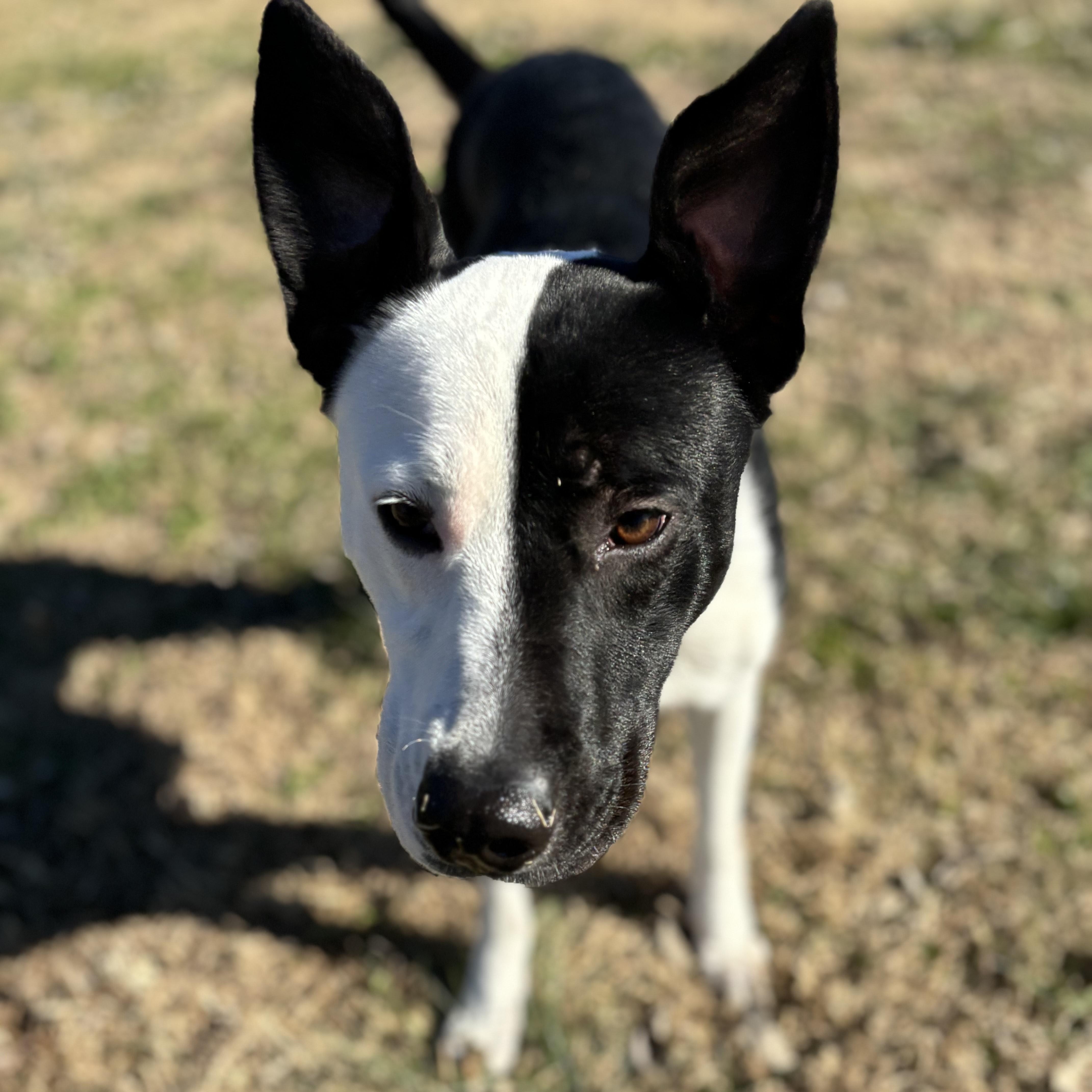 MoonPie, ADOPTABLE, Young Female Labrador Retriever.