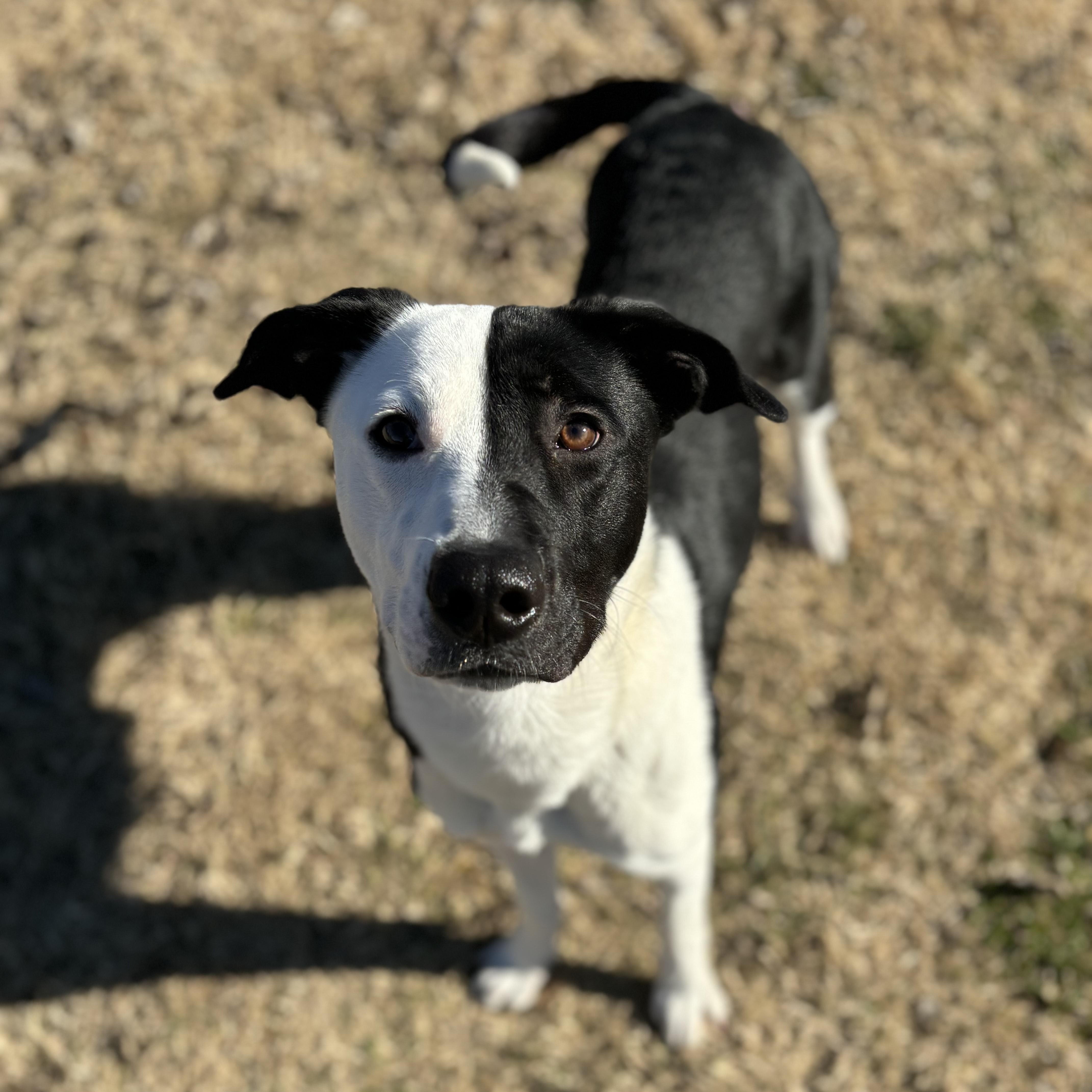 Enlarge MoonPie, a ADOPTABLE mixed breed in Lowell, AR image 2/6