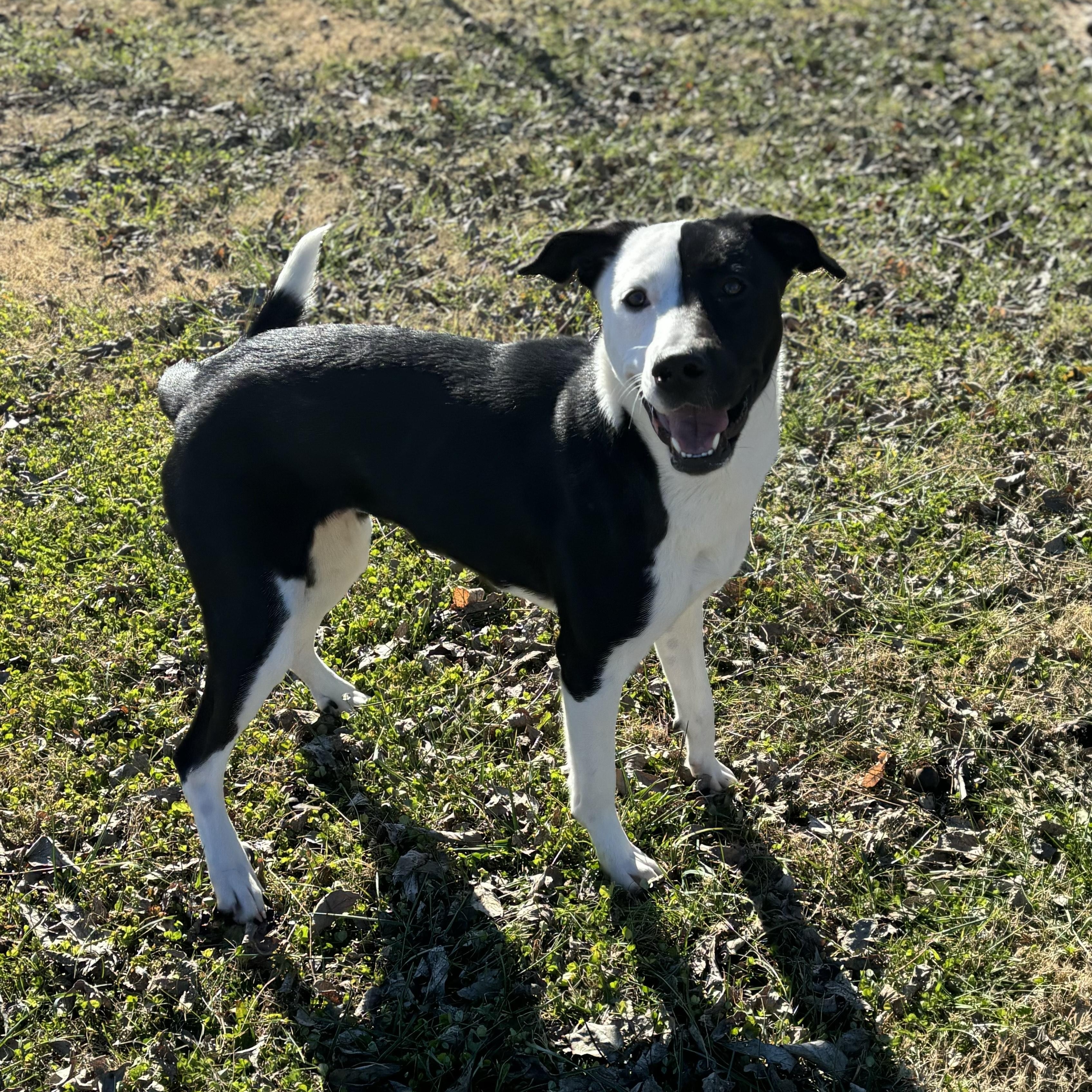 Enlarge MoonPie, a ADOPTABLE mixed breed in Lowell, AR image 3/6