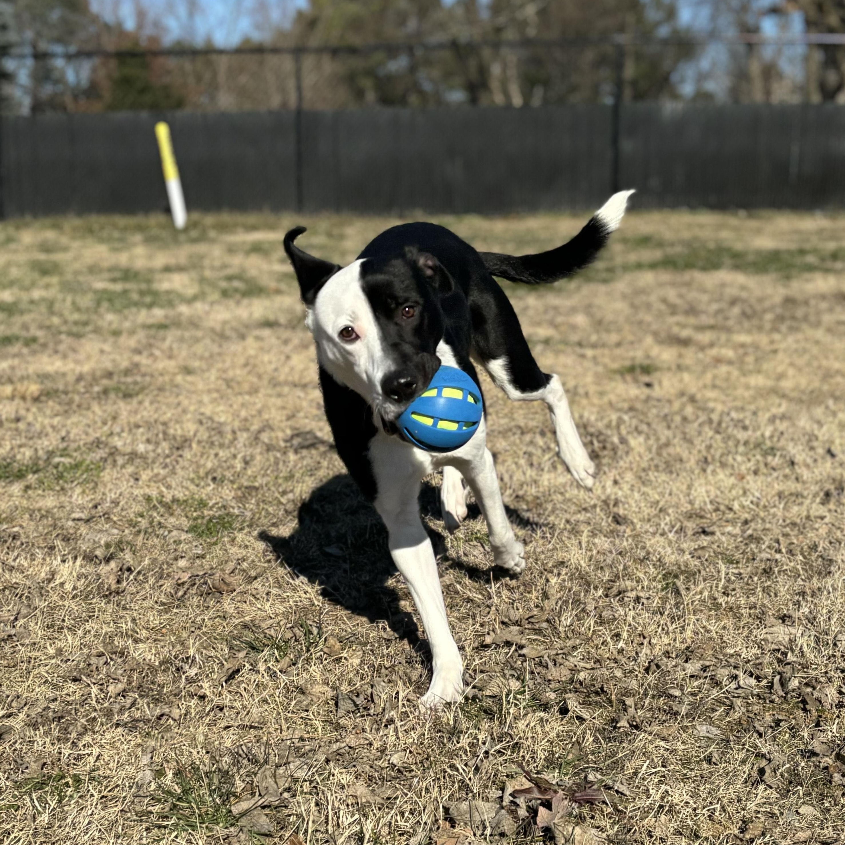 Enlarge MoonPie, a ADOPTABLE mixed breed in Lowell, AR image 4/6