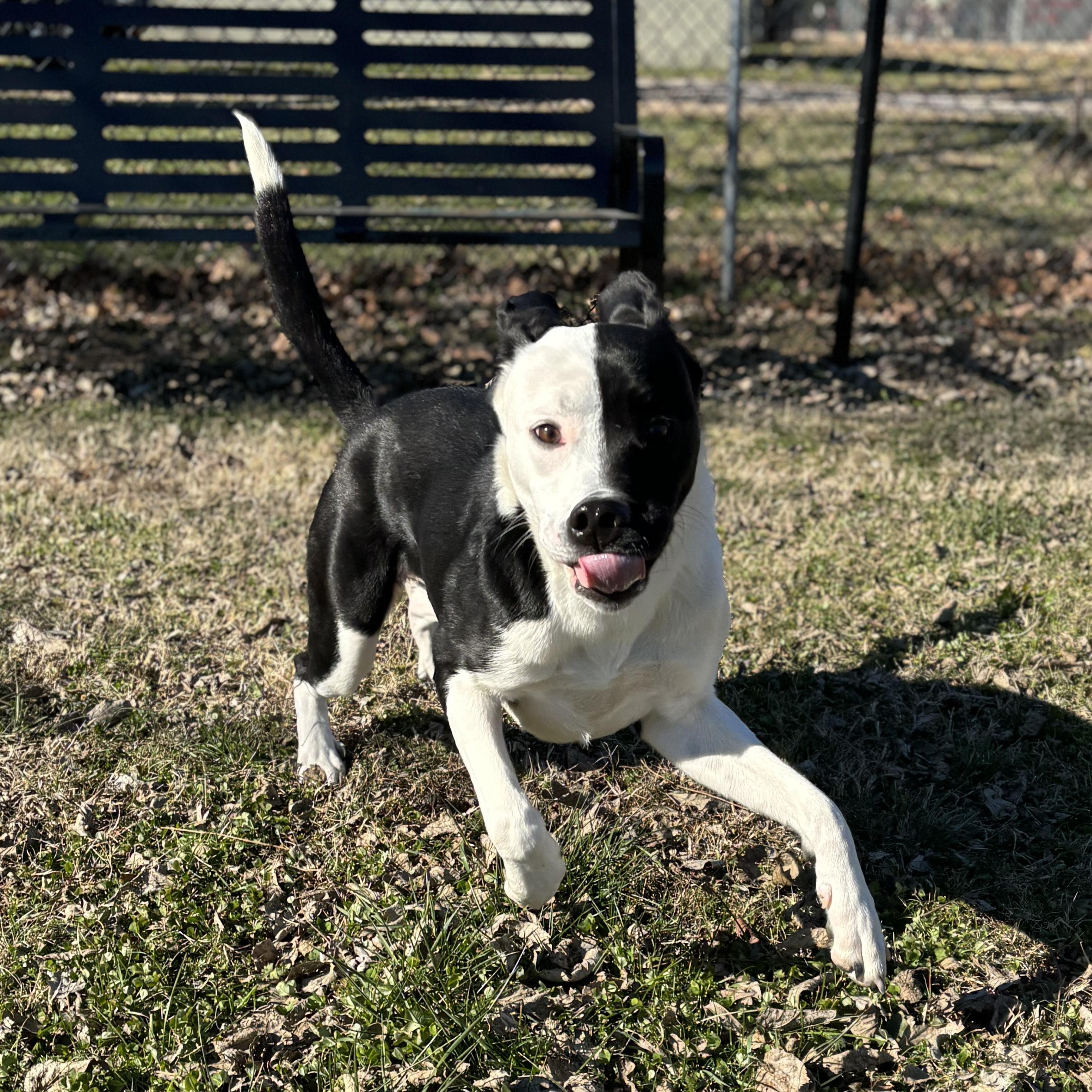 Enlarge MoonPie, a ADOPTABLE mixed breed in Lowell, AR image 5/6